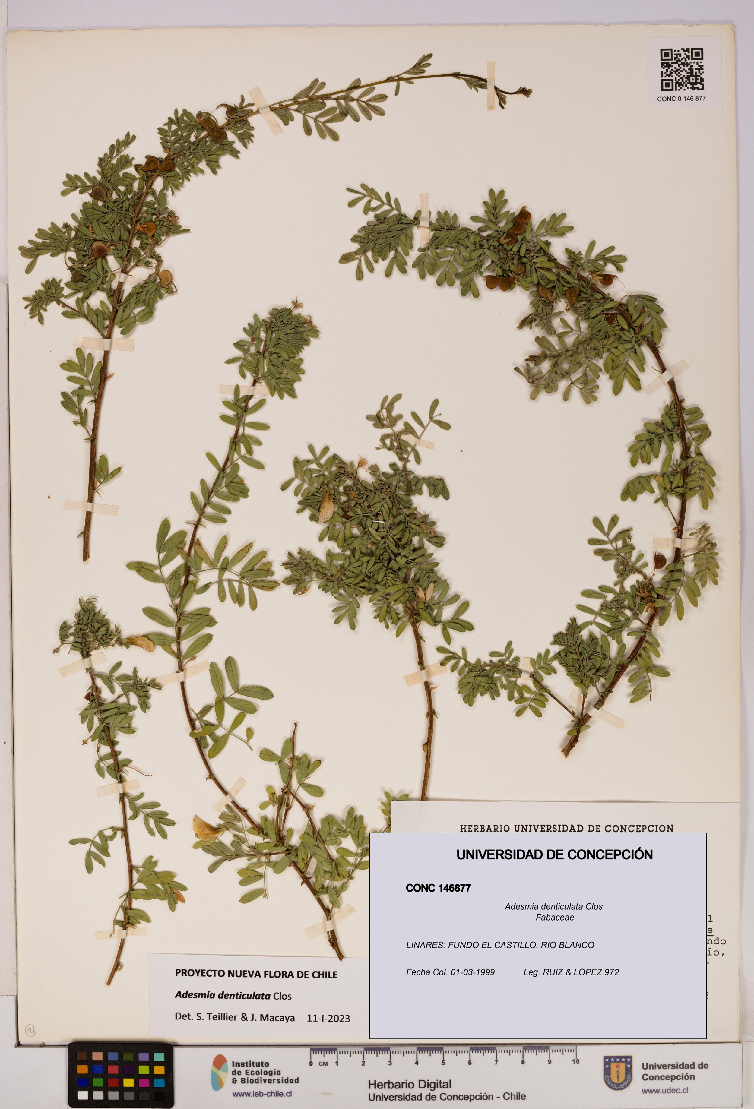 Adesmia denticulata [Espécimen: ]