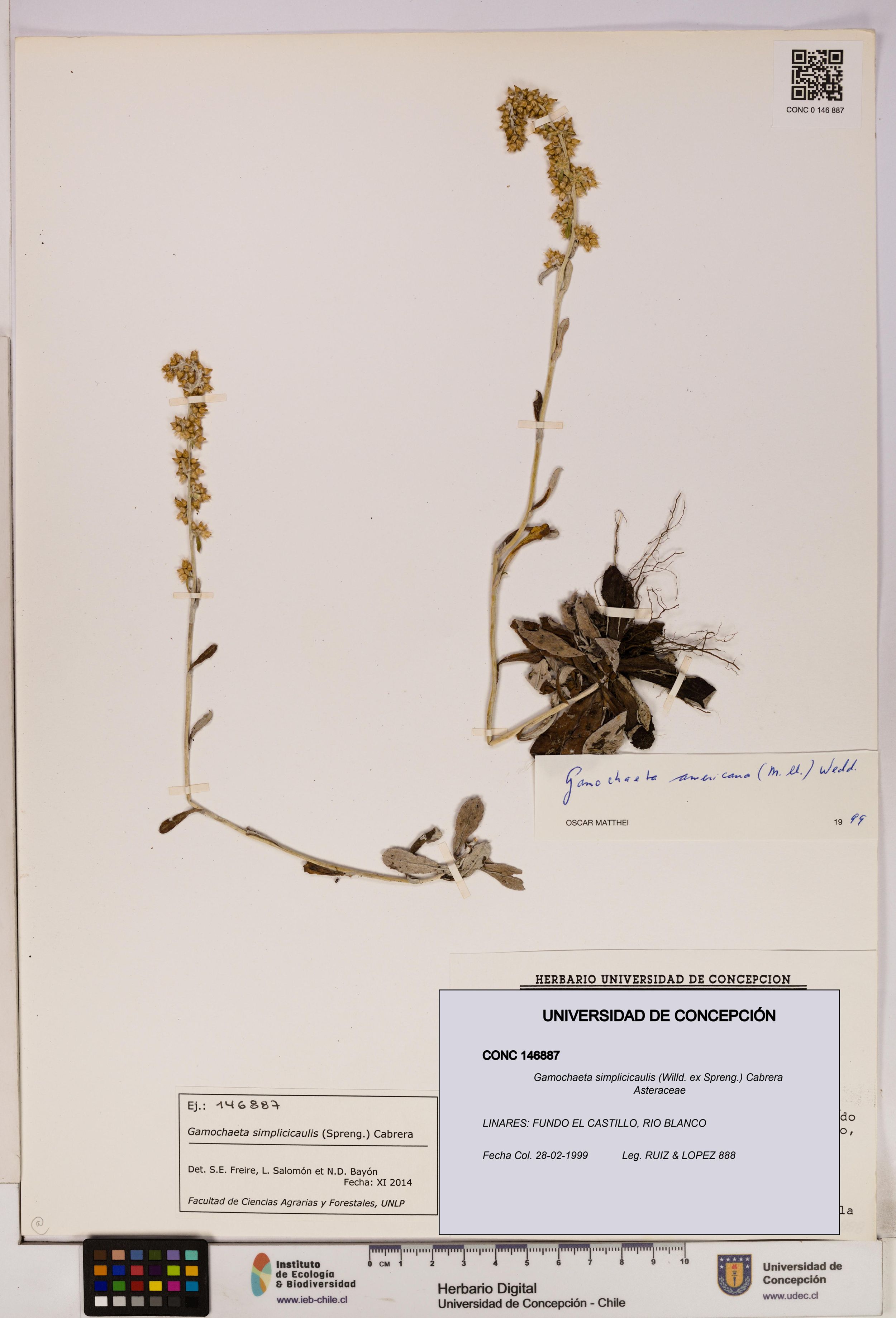 Gamochaeta simplicicaulis [Espécimen: ]