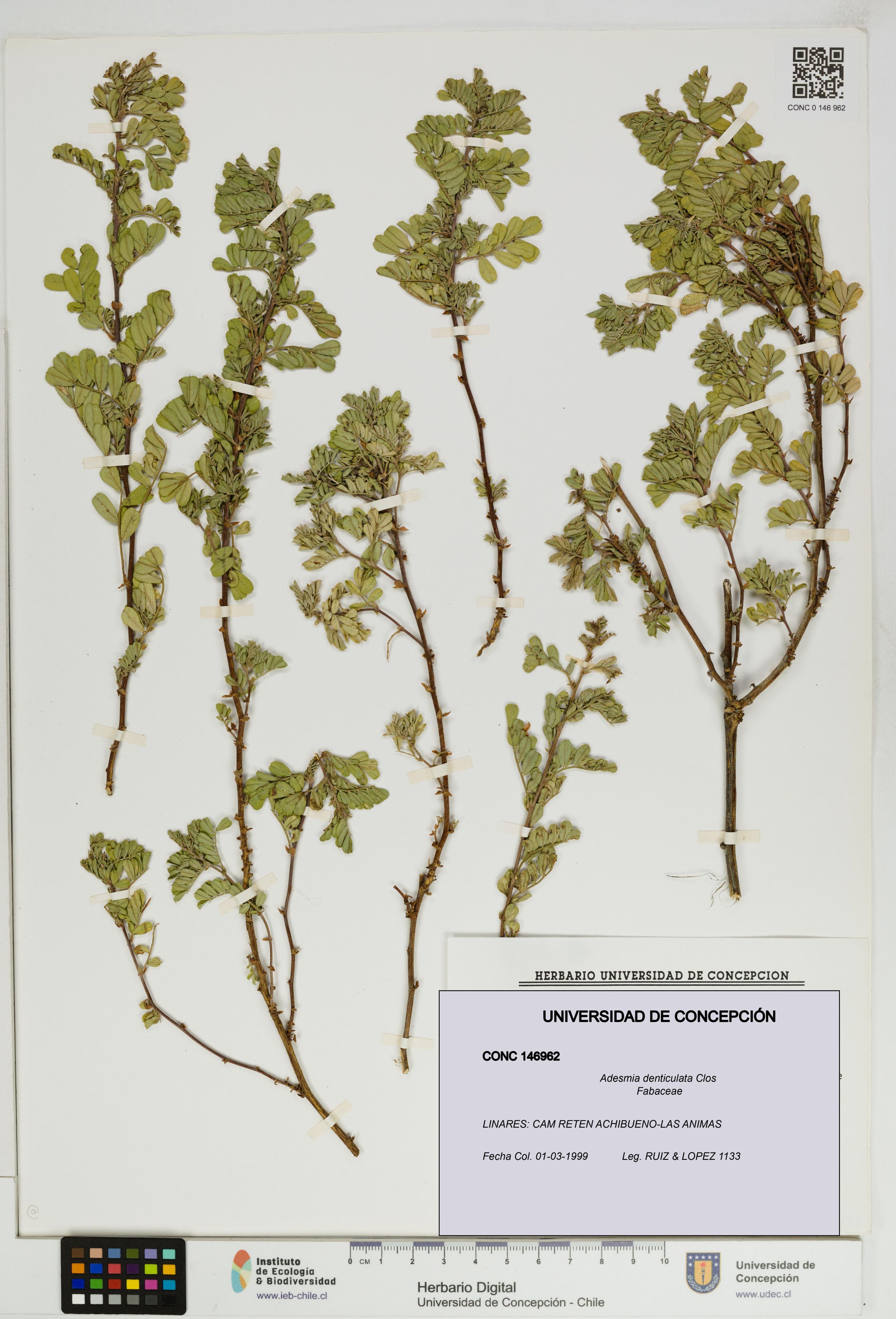 Adesmia denticulata [Espécimen: ]