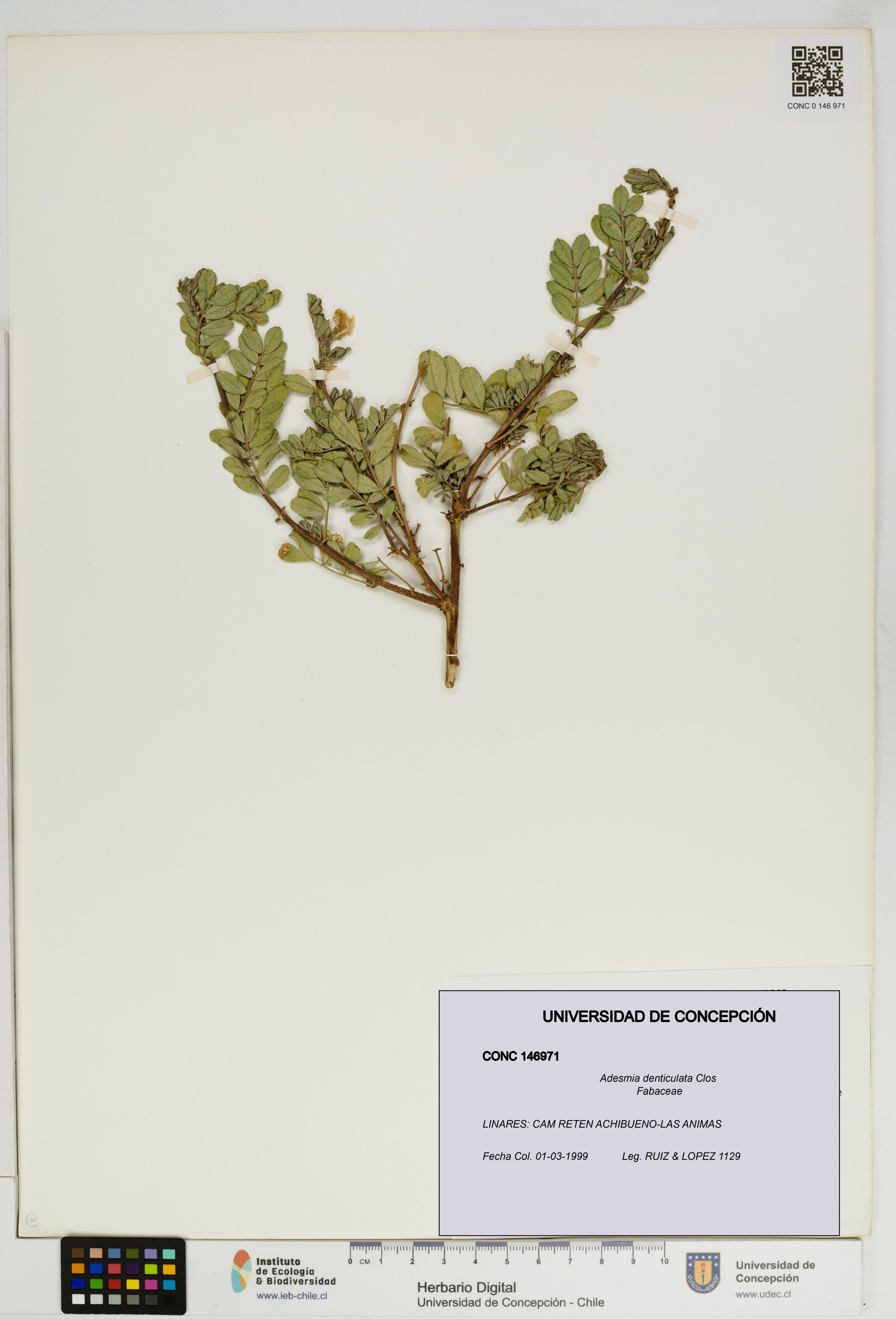 Adesmia denticulata [Espécimen: ]
