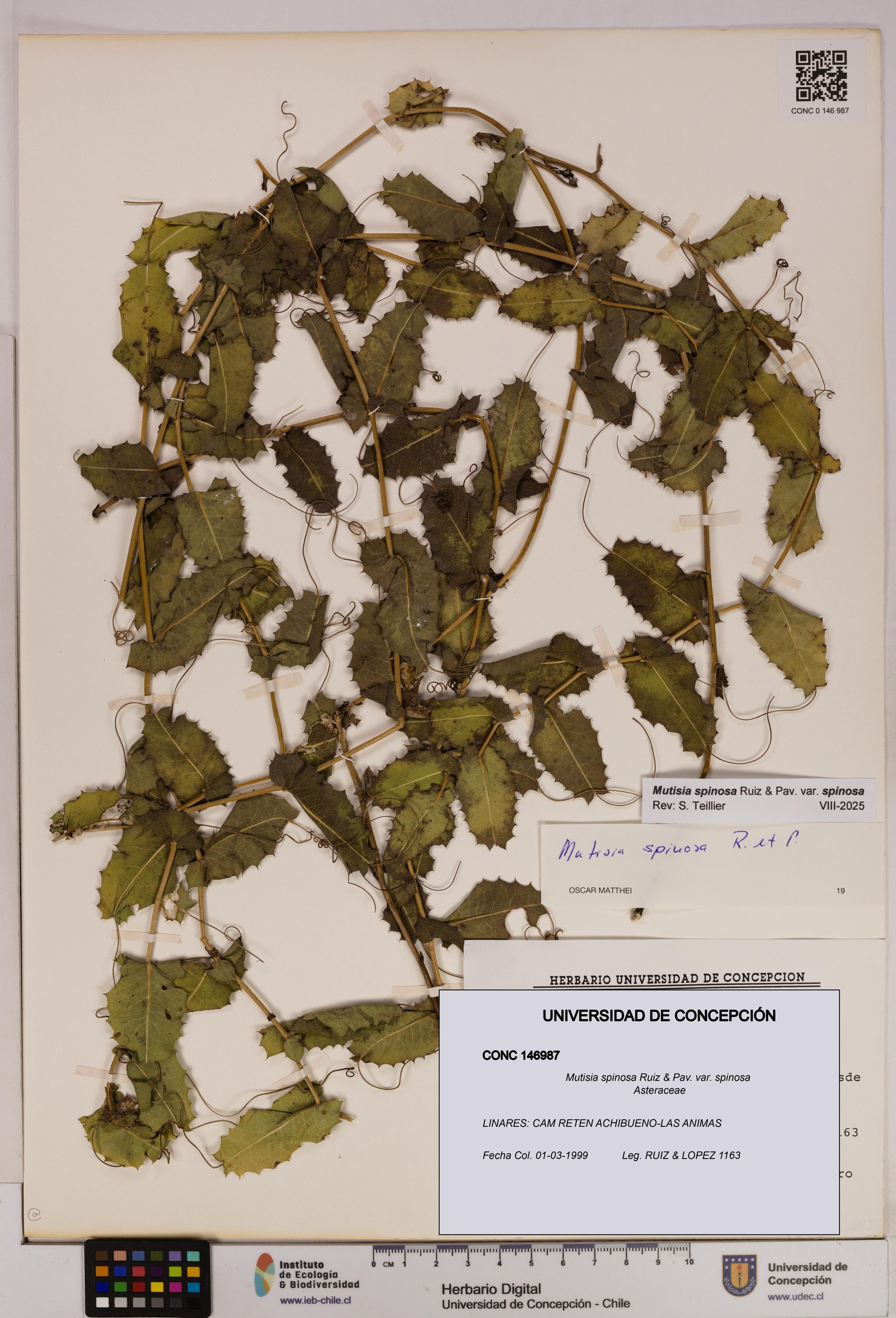 Mutisia spinosa var. spinosa [Espécimen: ]