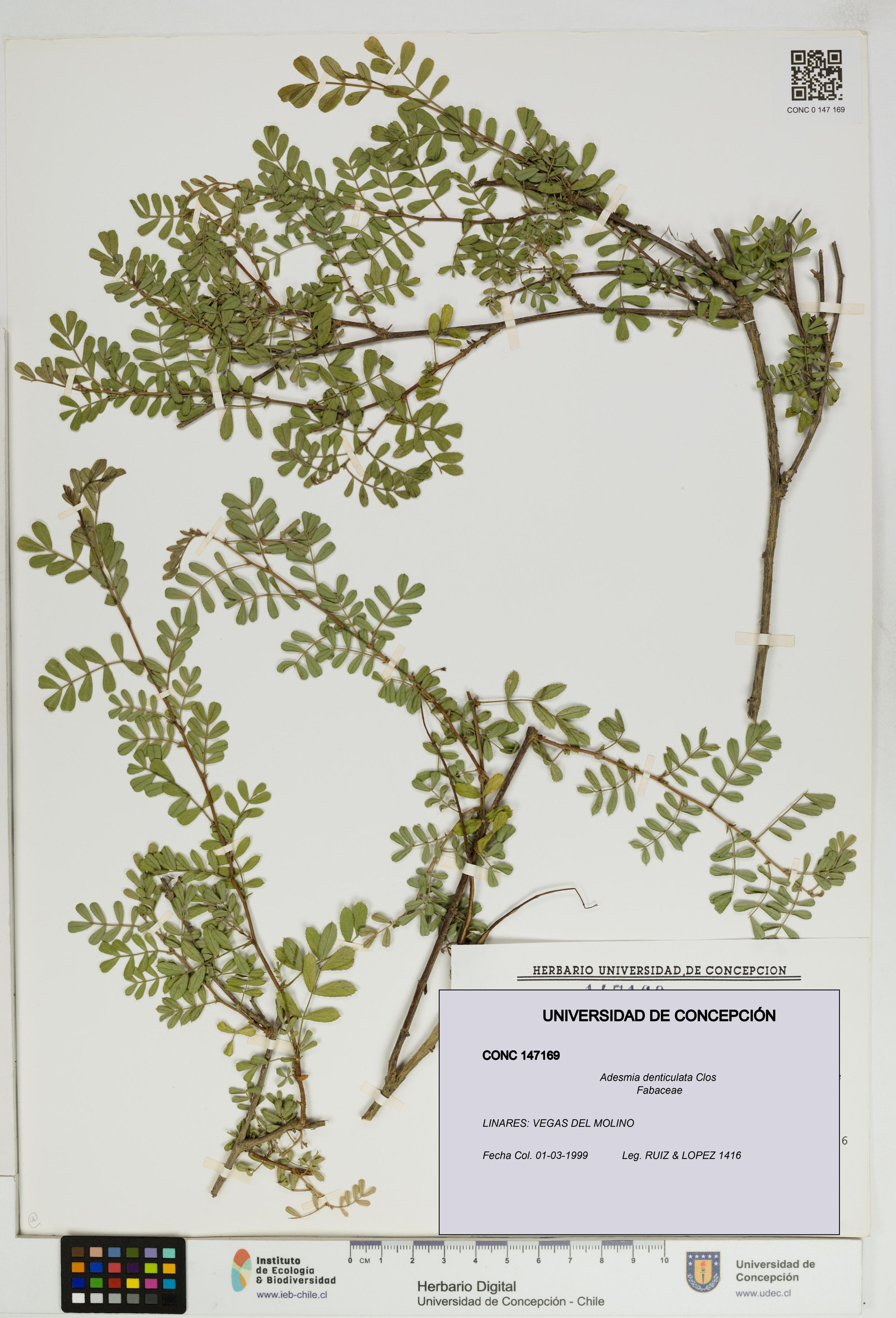 Adesmia denticulata [Espécimen: ]
