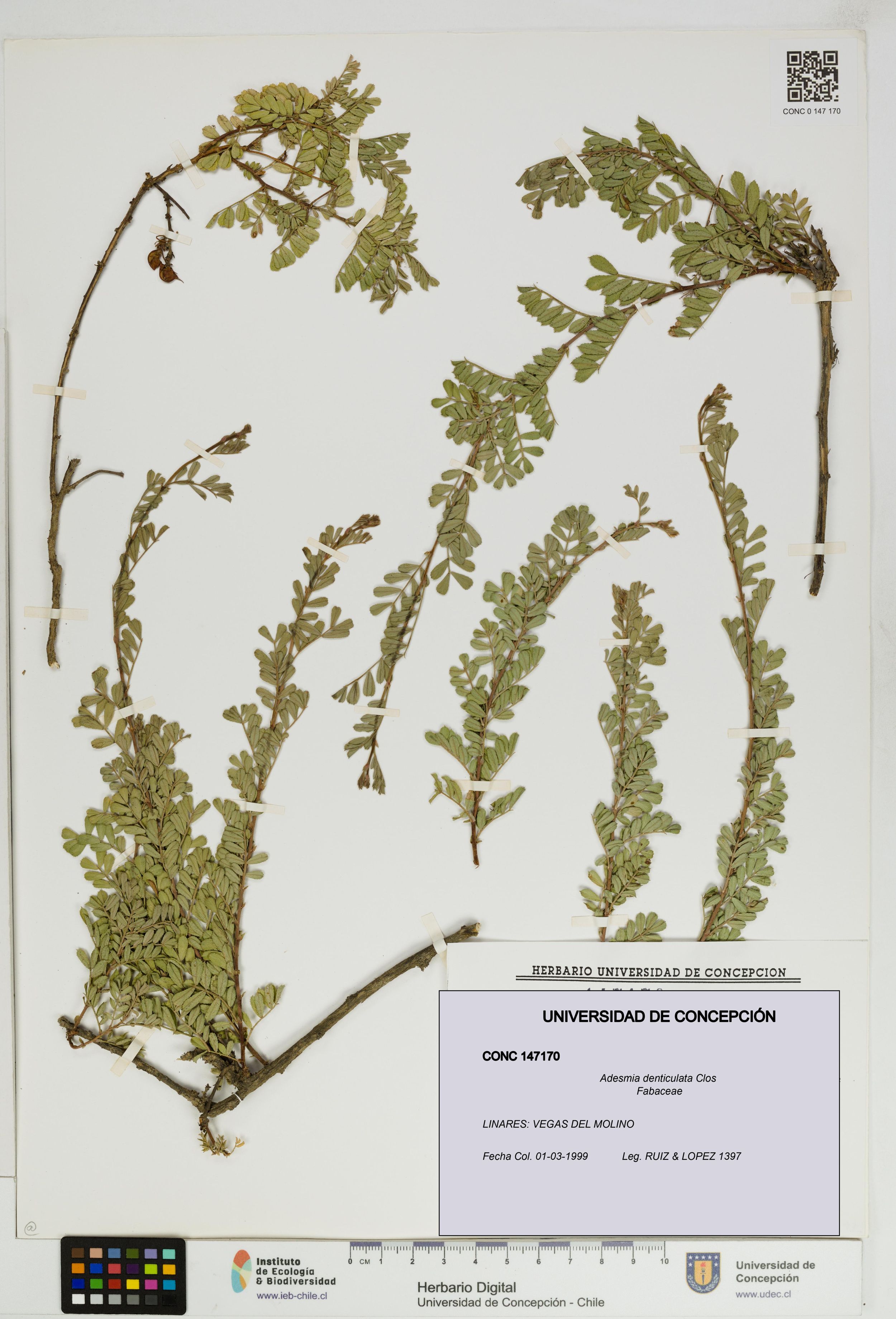 Adesmia denticulata [Espécimen: ]