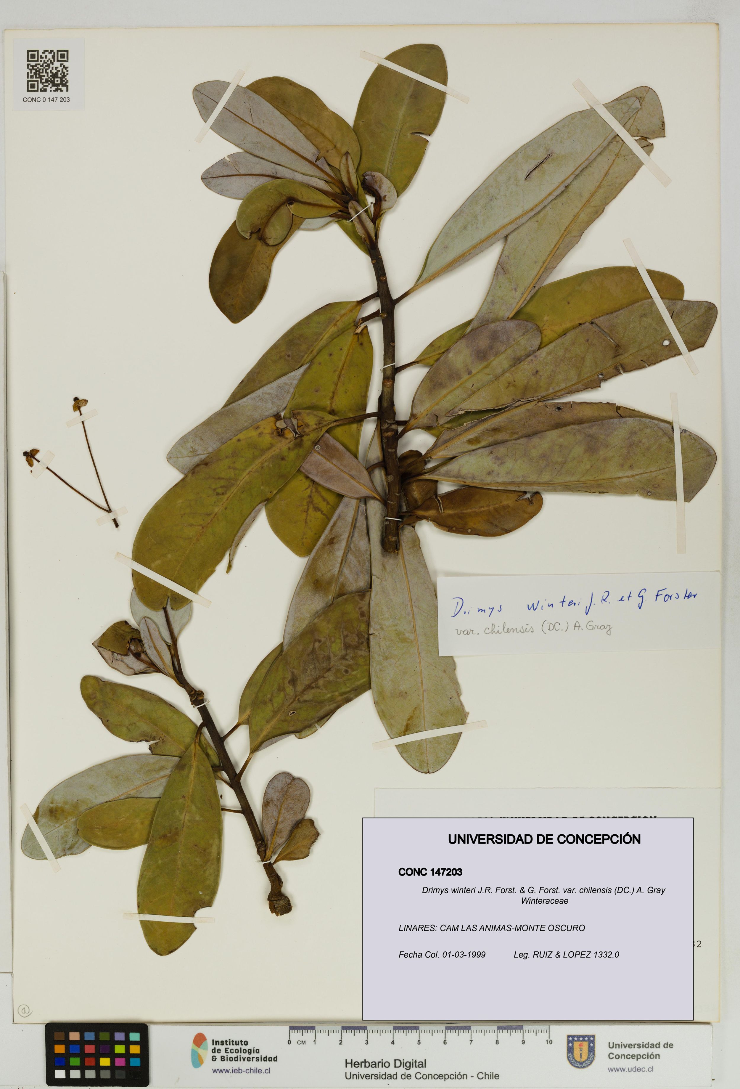 Drimys winteri var. chilensis [Espécimen: ]