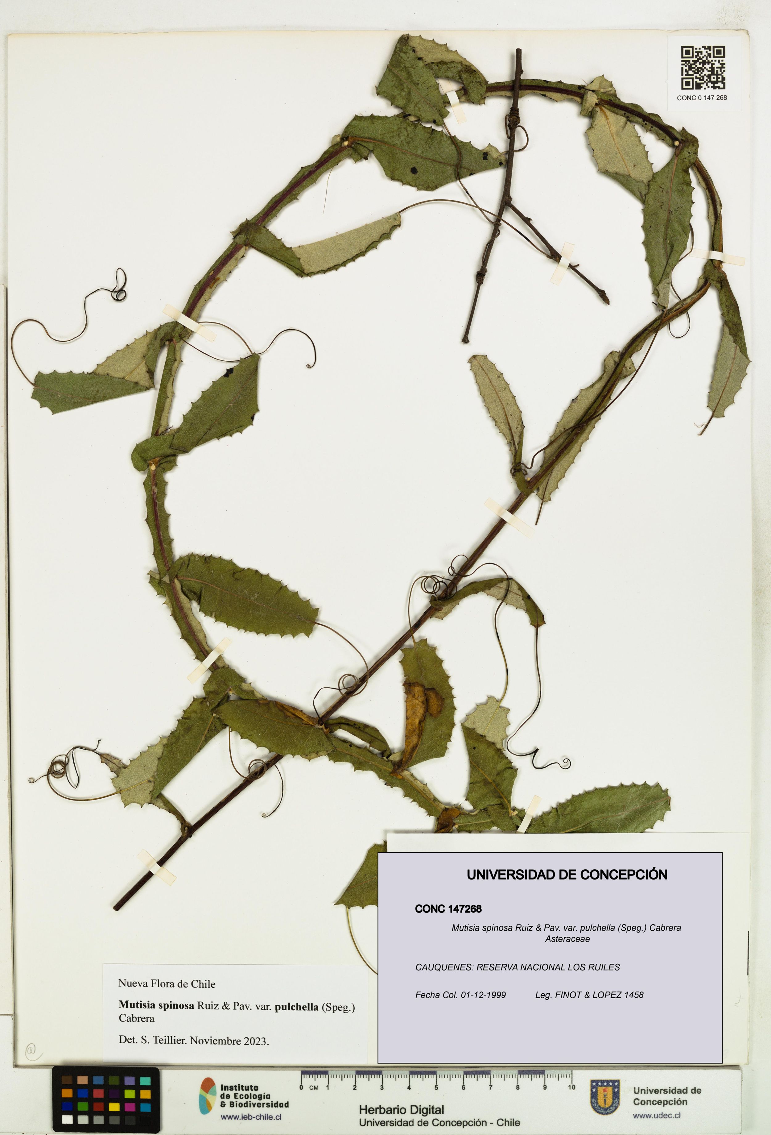 Mutisia spinosa var. pulchella [Espécimen: ]