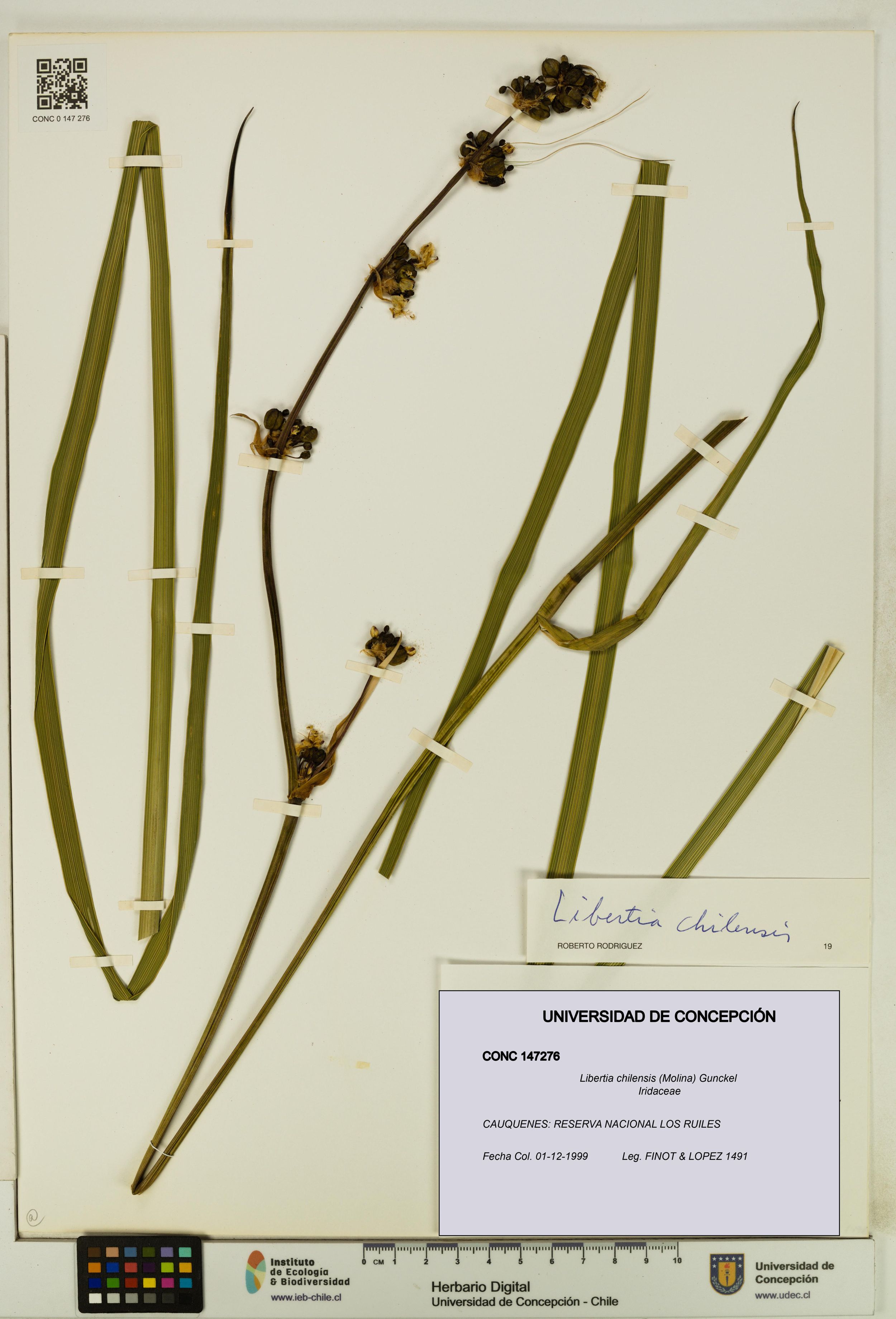Libertia chilensis [Espécimen: ]