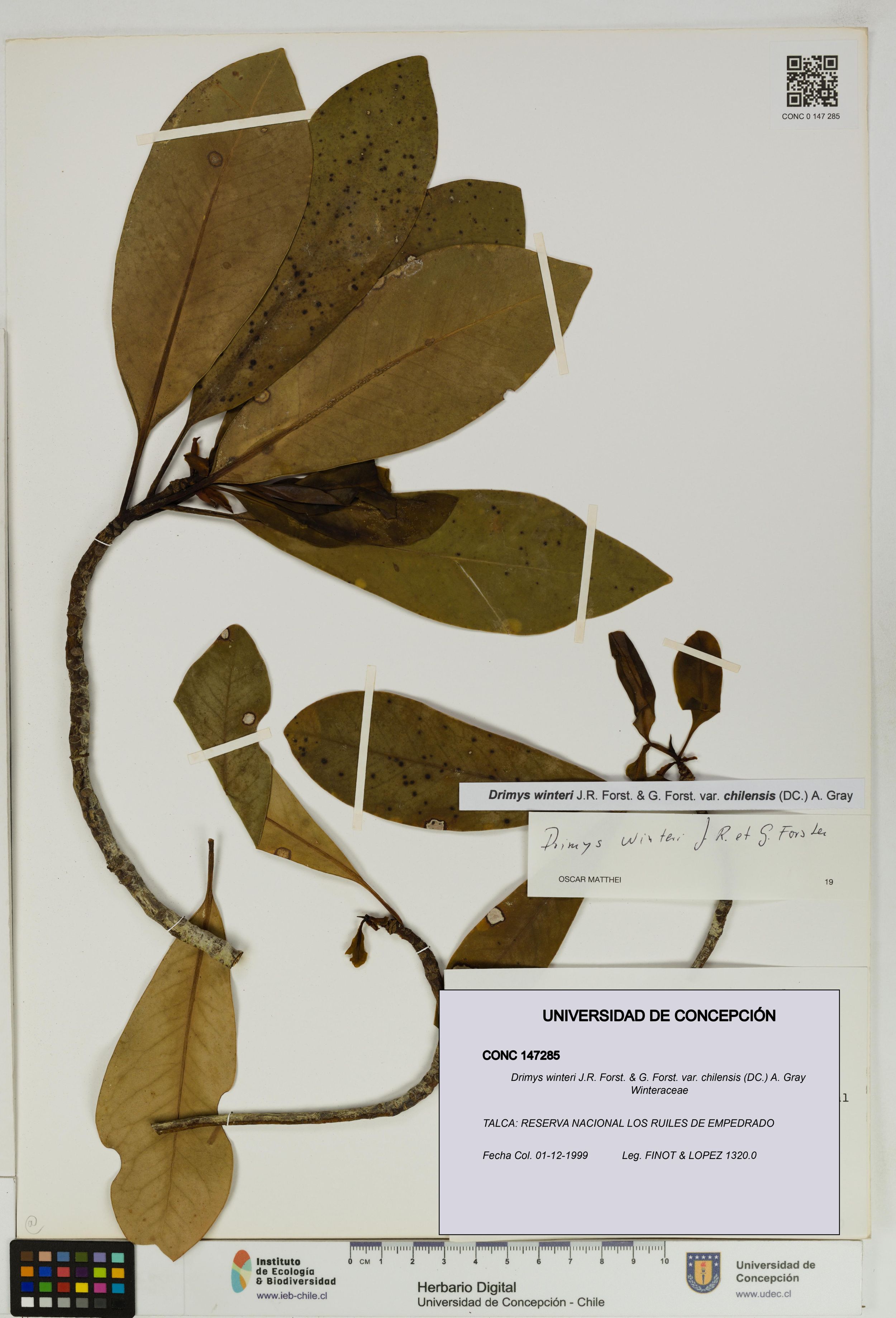Drimys winteri var. chilensis [Espécimen: ]