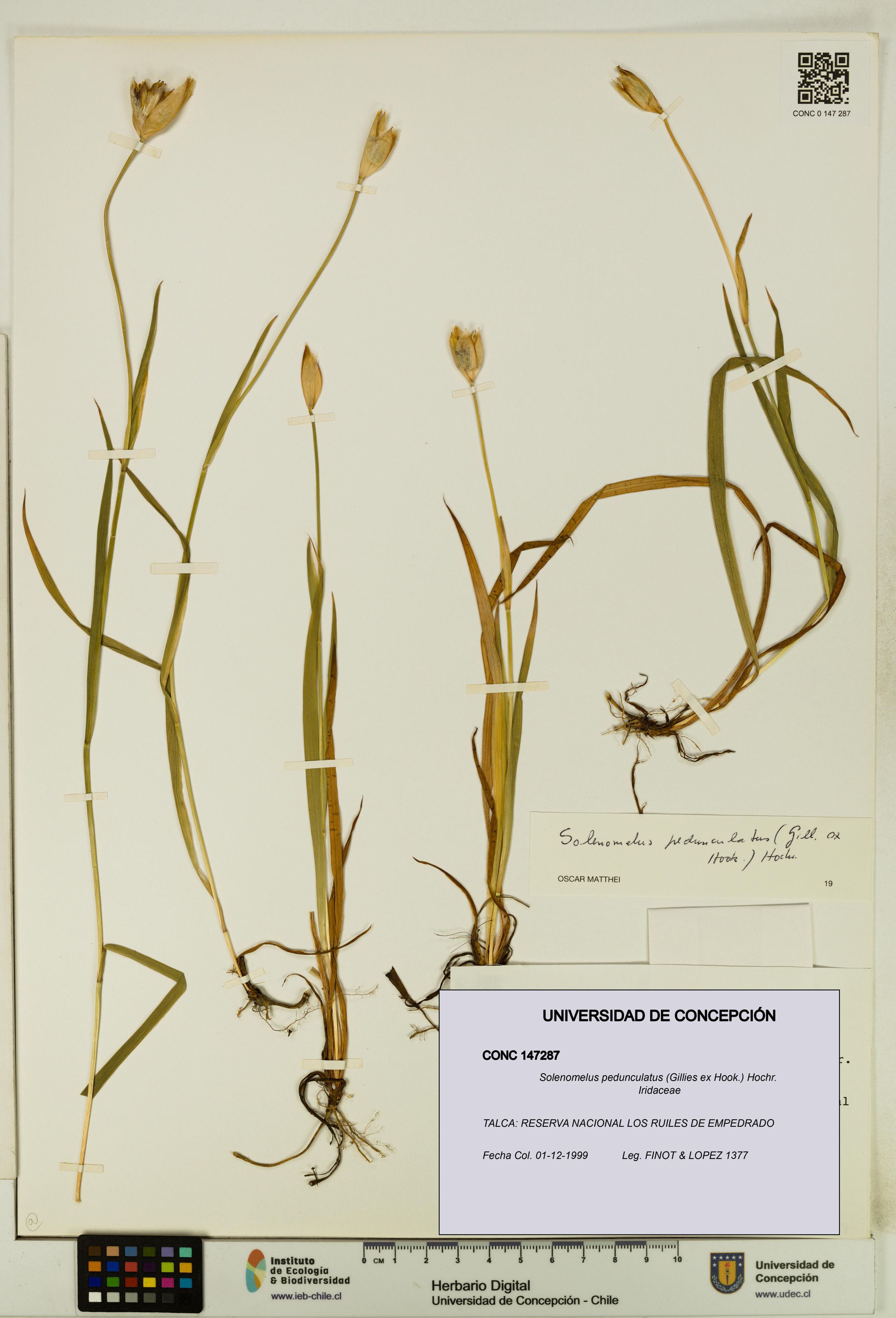 Solenomelus pedunculatus [Espécimen: ]