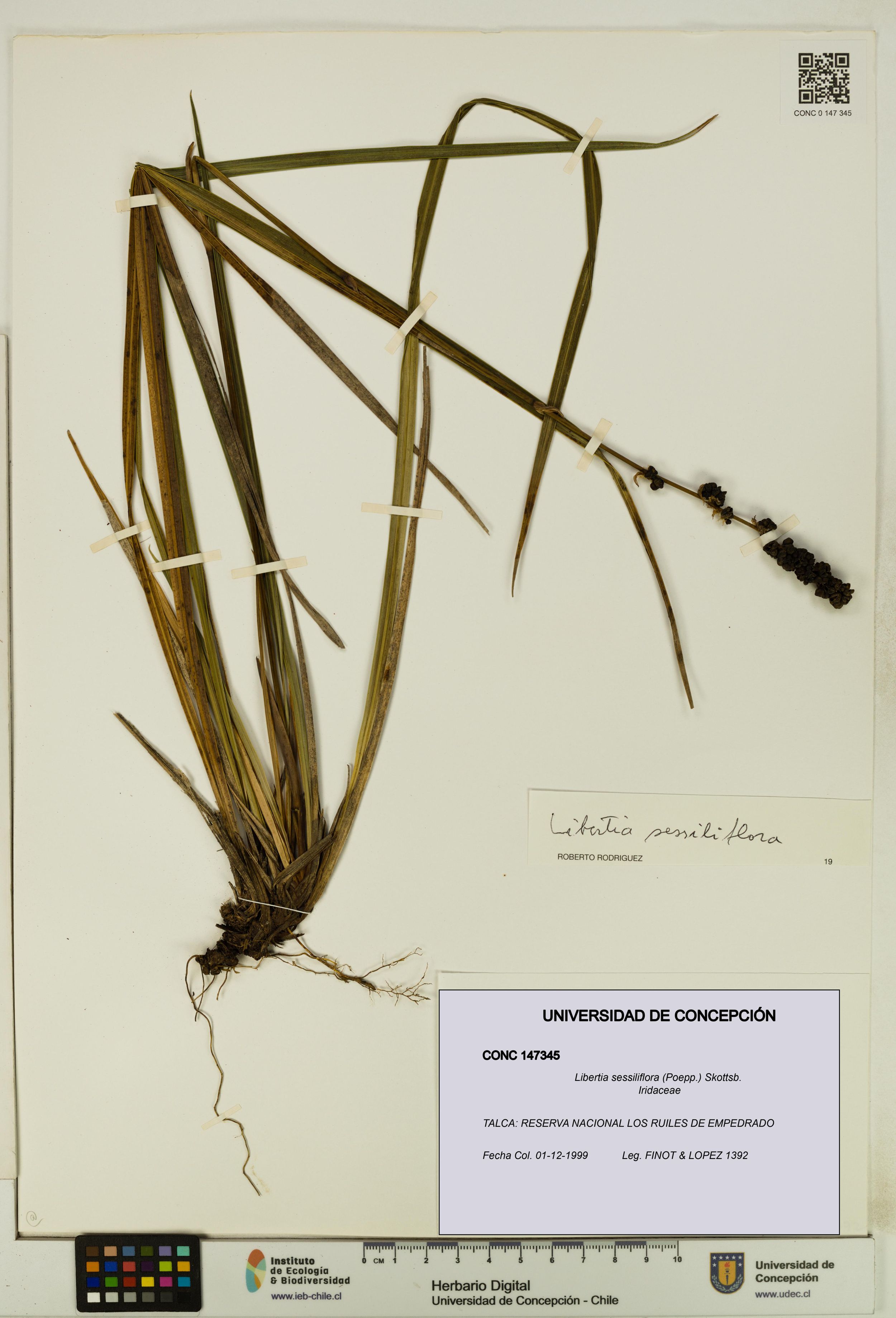 Libertia sessiliflora [Espécimen: ]