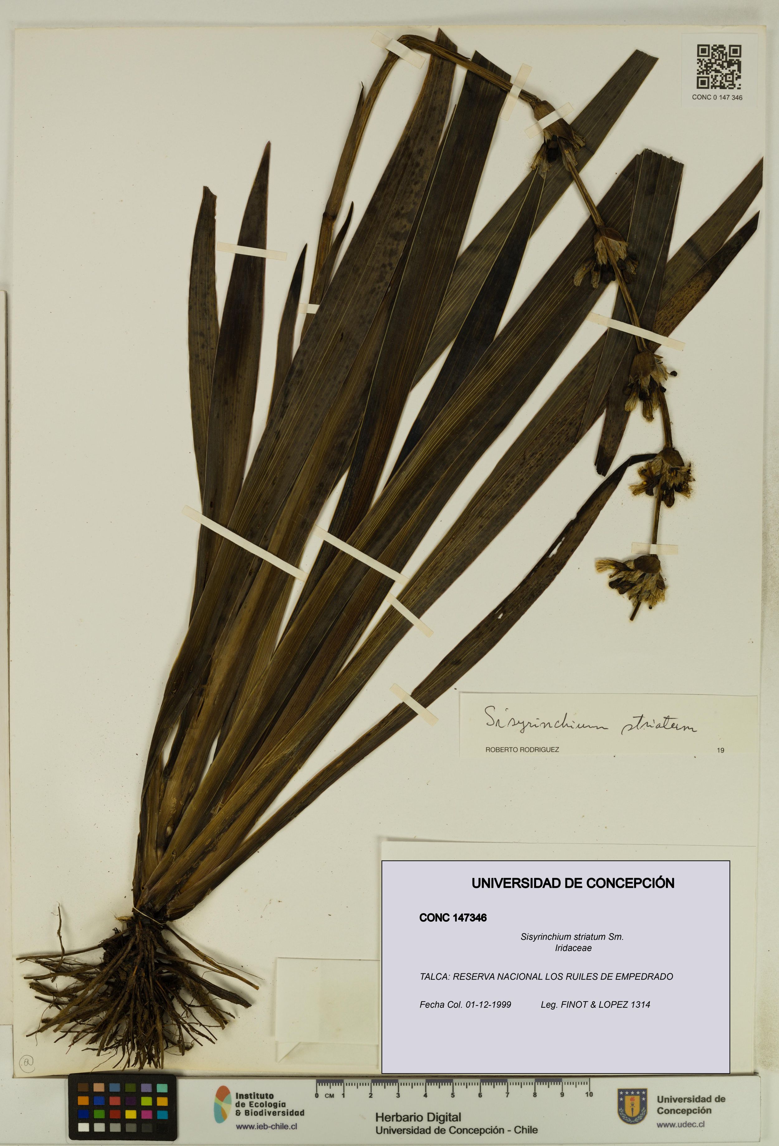 Sisyrinchium striatum [Espécimen: ]