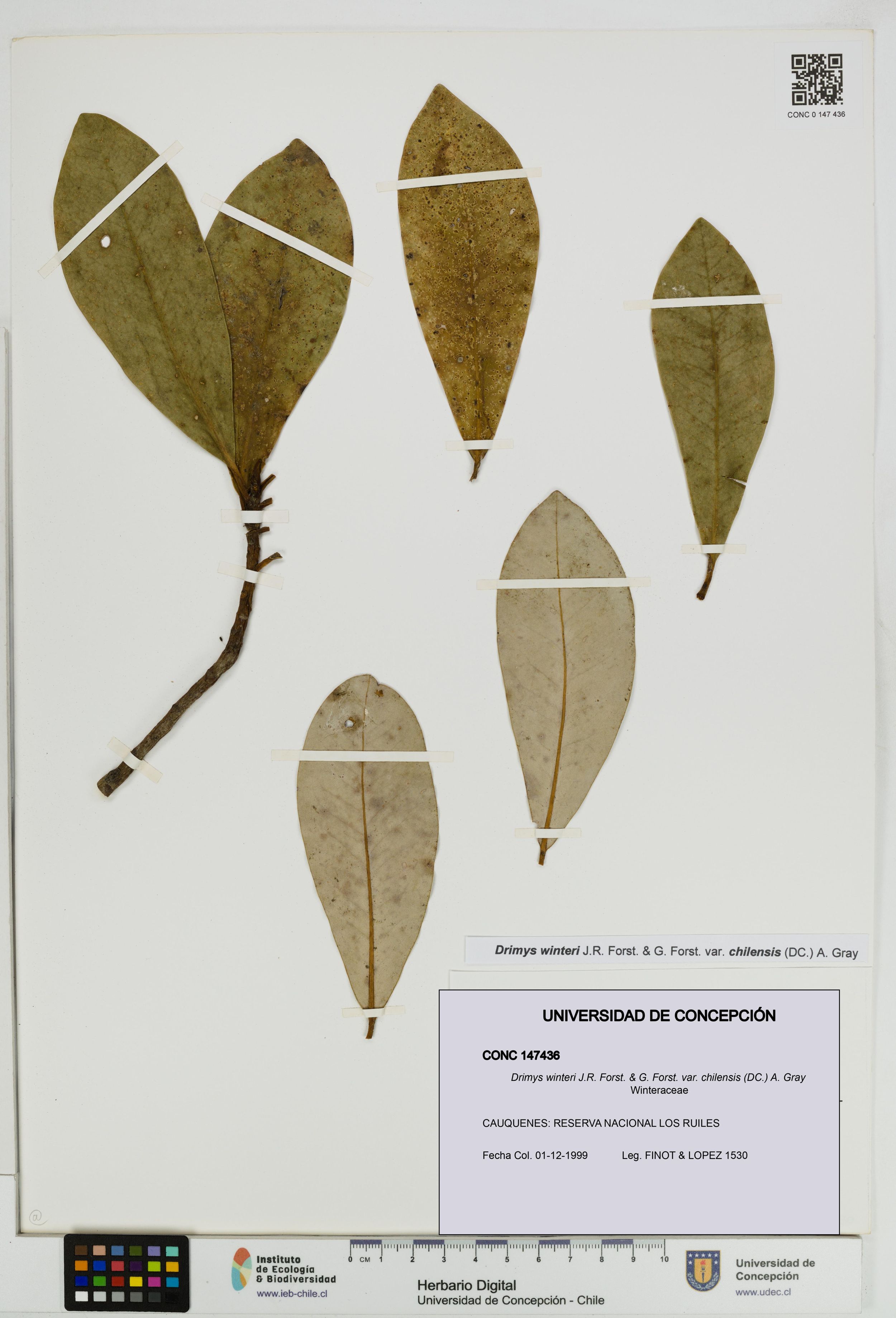 Drimys winteri var. chilensis [Espécimen: ]