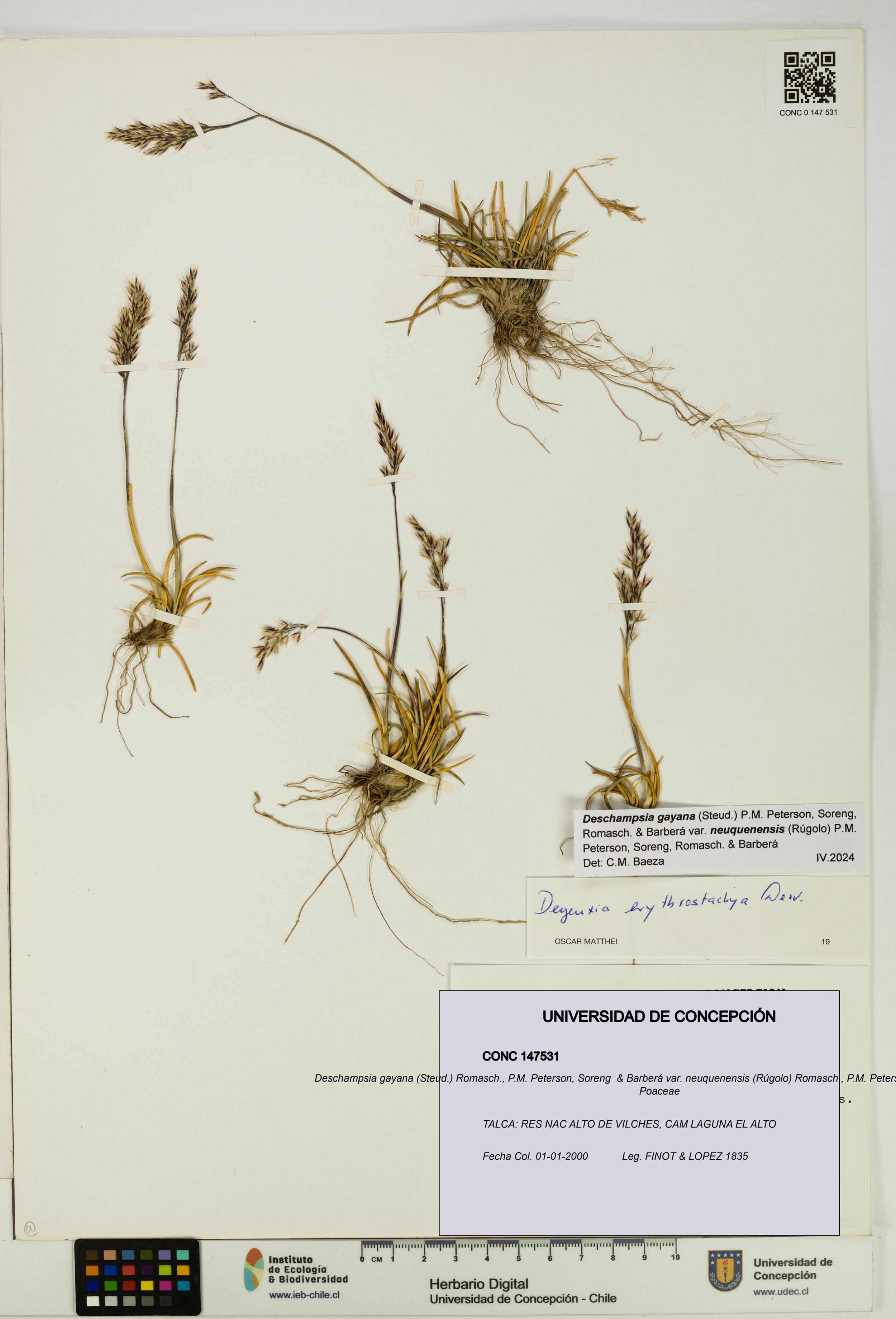 Deschampsia gayana var. neuquenensis [Espécimen: ]