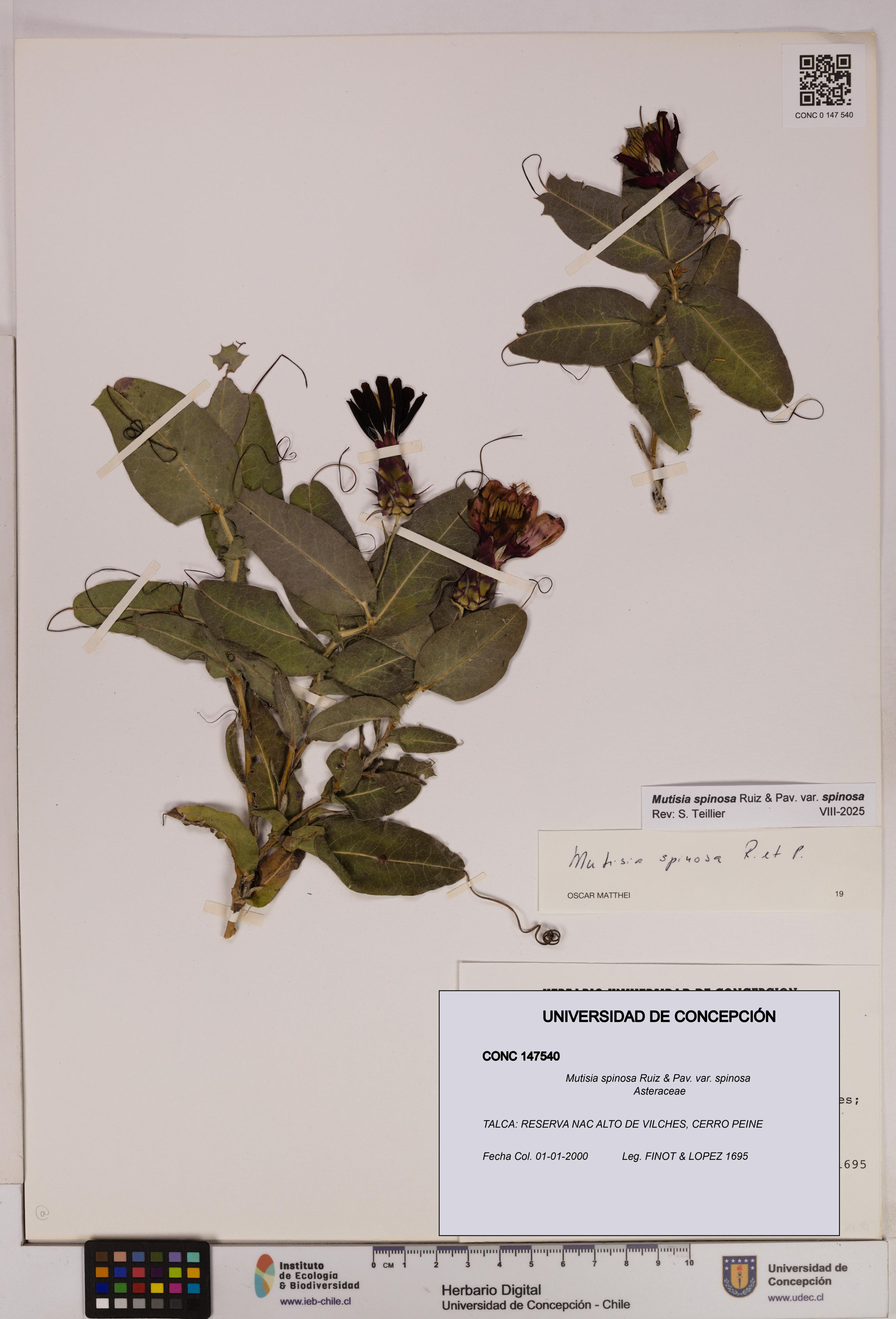 Mutisia spinosa var. spinosa [Espécimen: ]