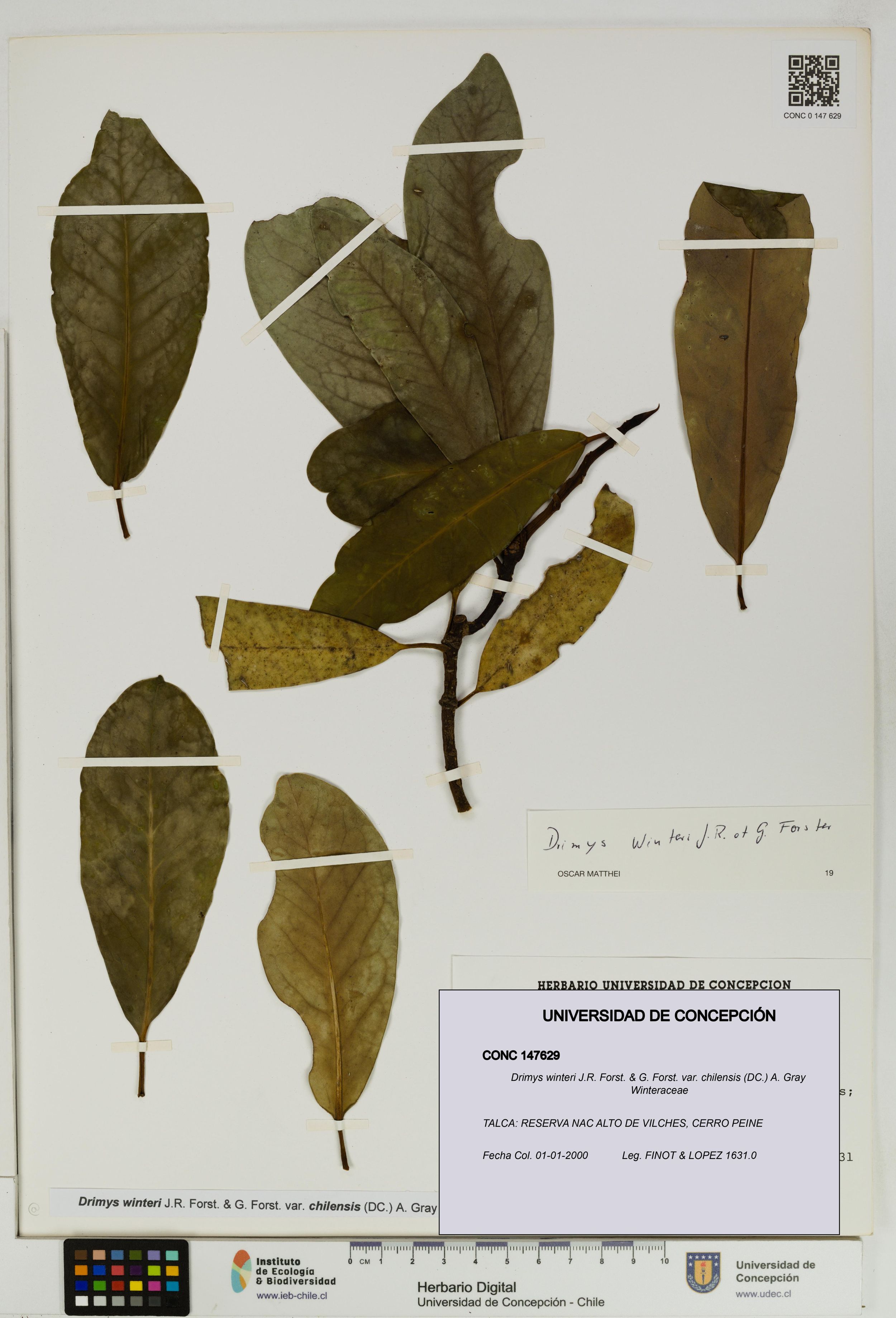 Drimys winteri var. chilensis [Espécimen: ]