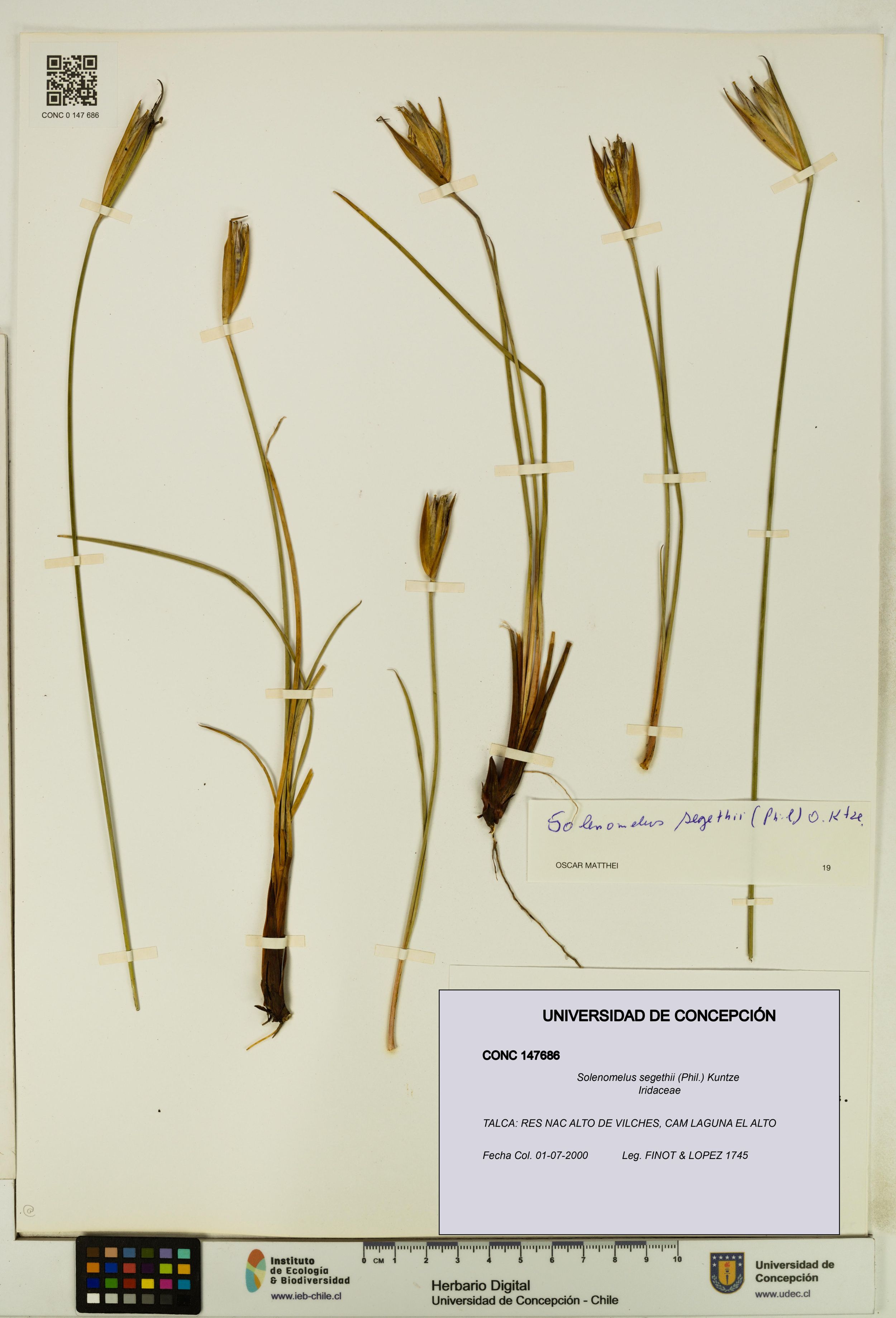 Solenomelus segethii [Espécimen: ]