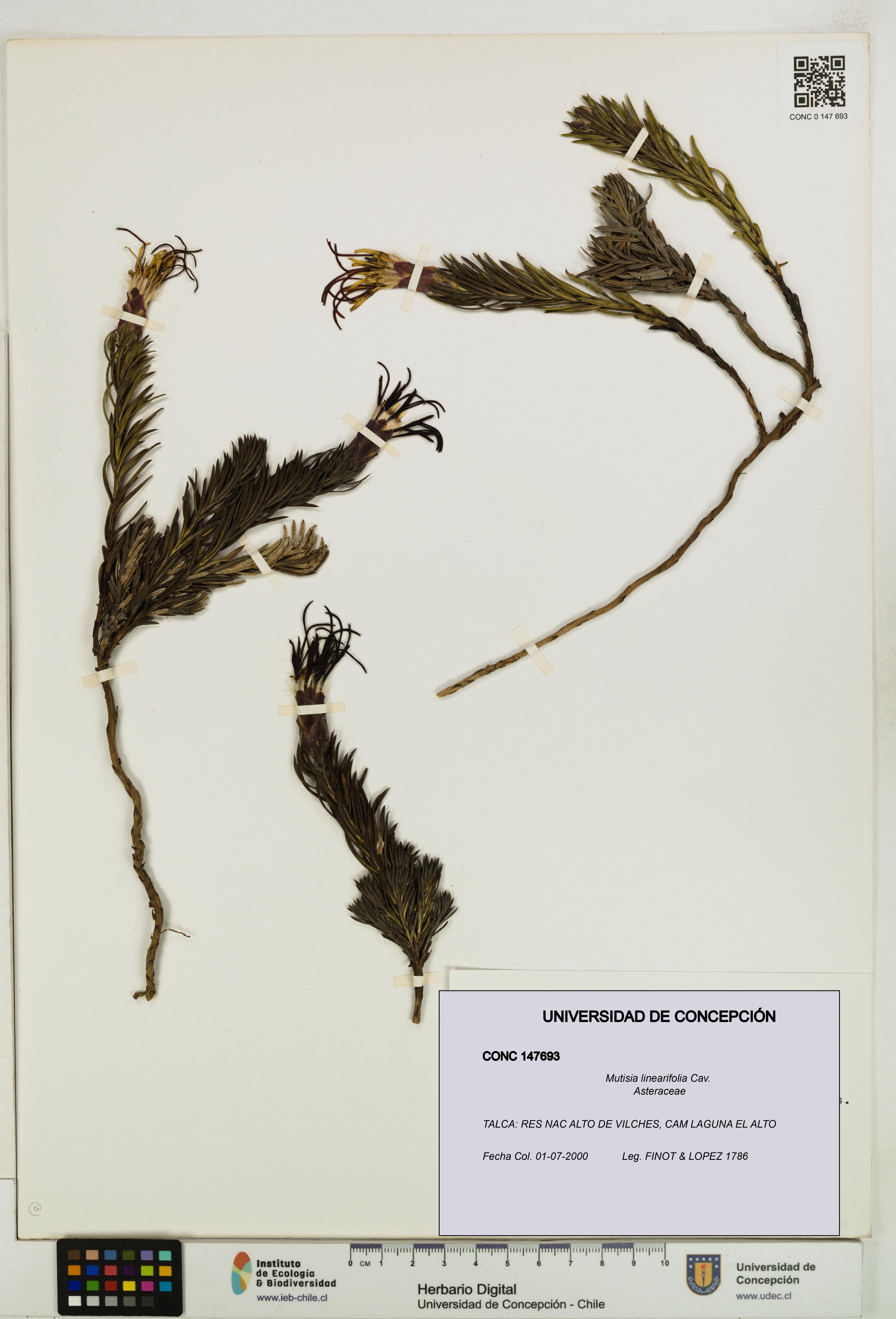 Mutisia linearifolia [Espécimen: ]