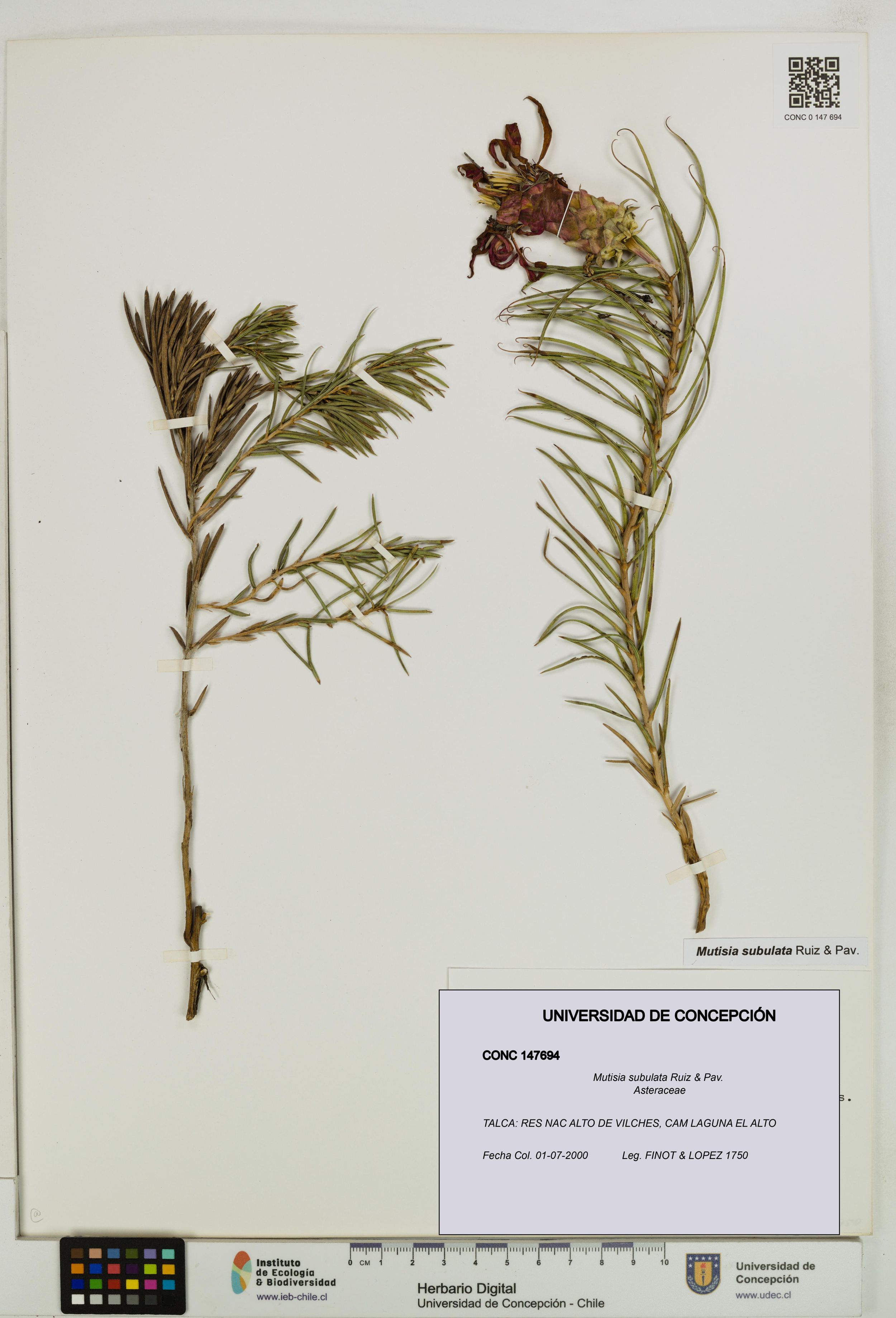 Mutisia subulata [Espécimen: ]