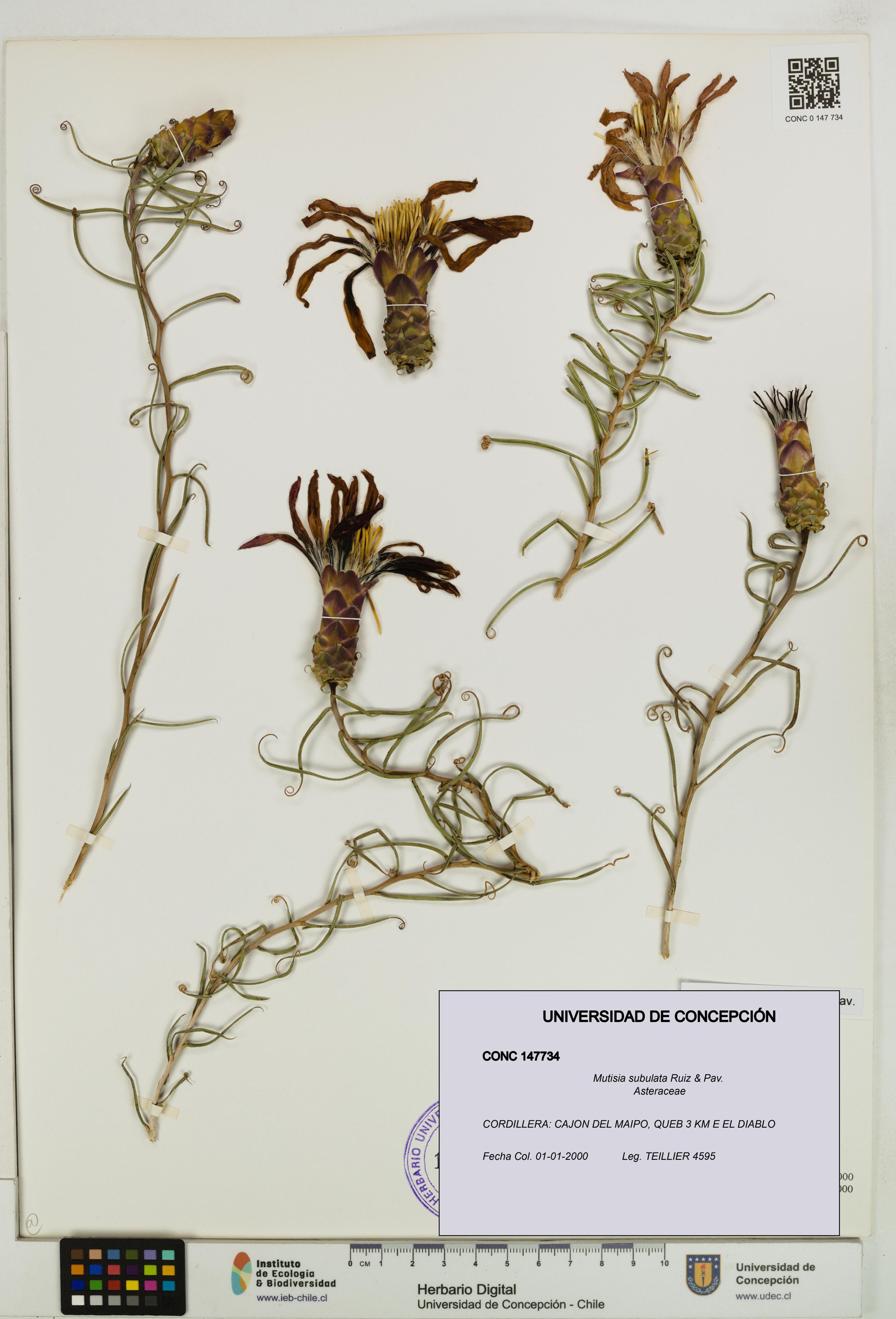 Mutisia subulata [Espécimen: ]