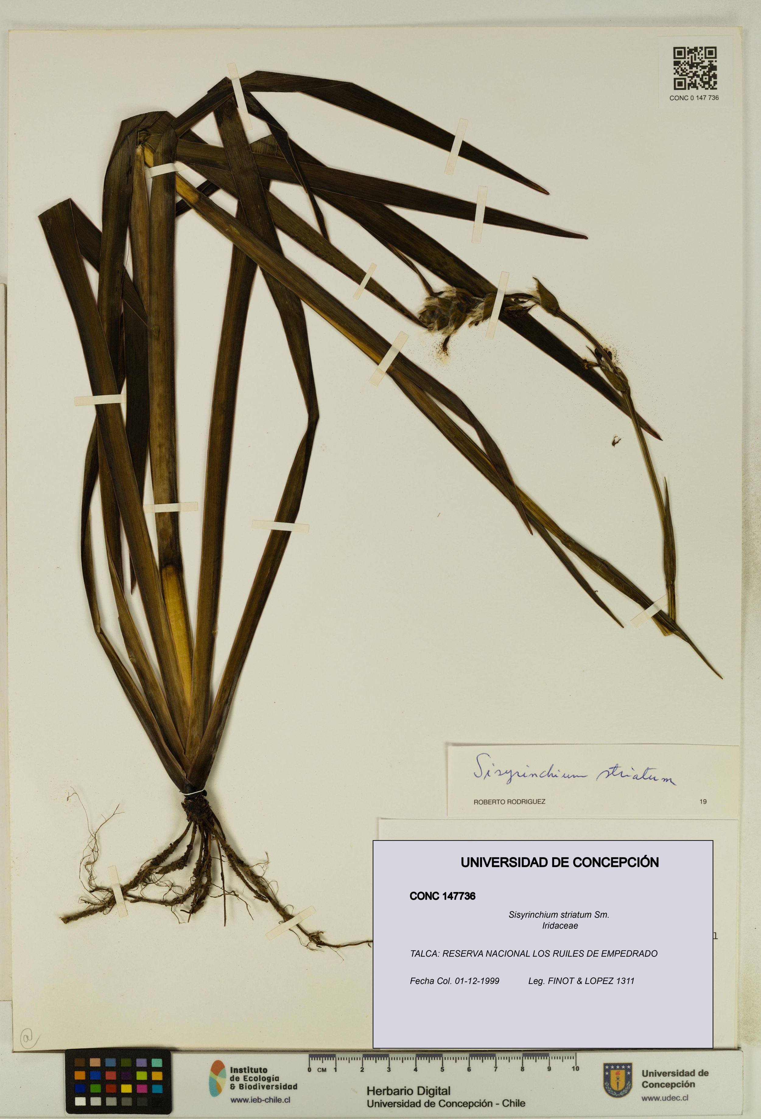 Sisyrinchium striatum [Espécimen: ]