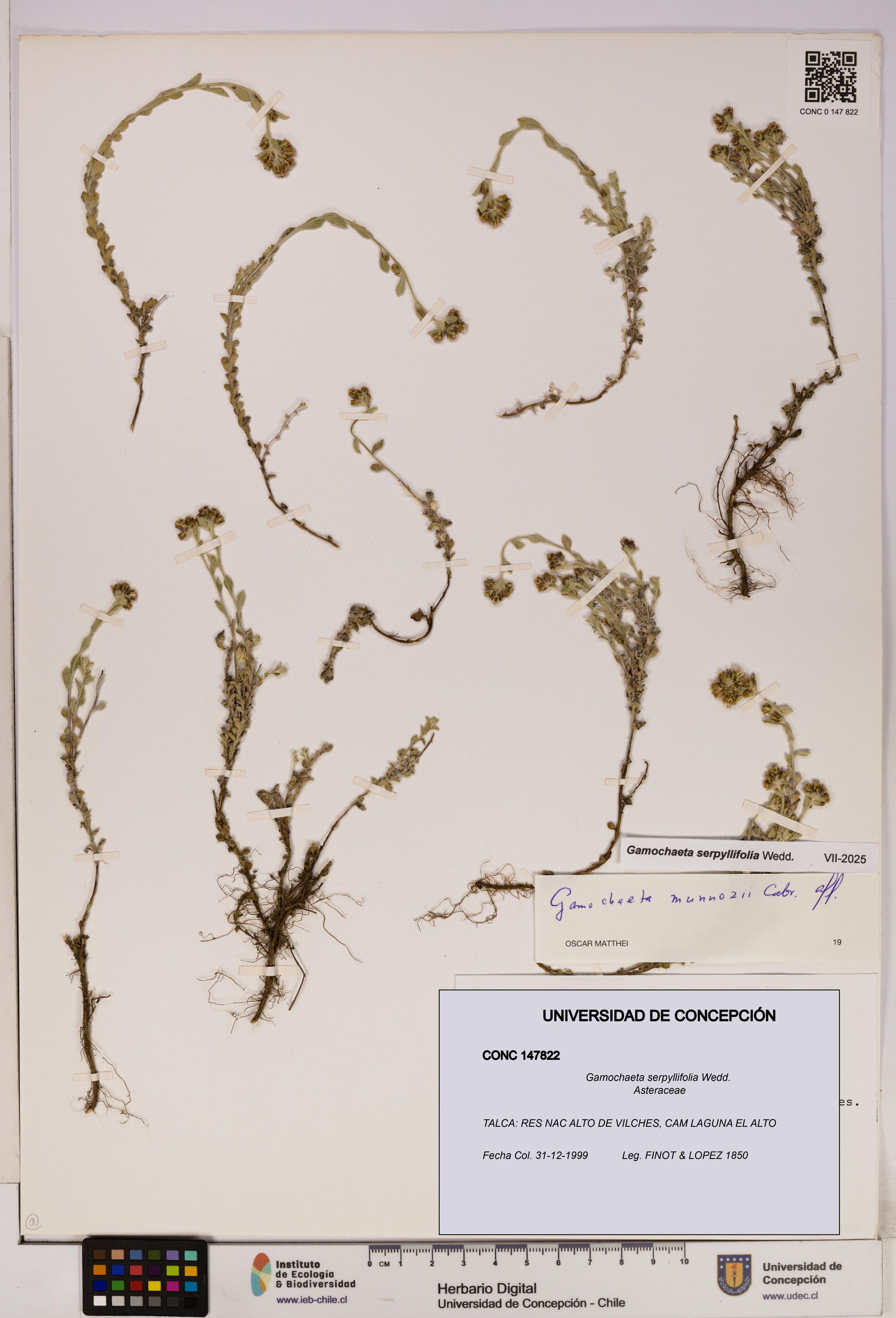 Gamochaeta serpyllifolia [Espécimen: ]