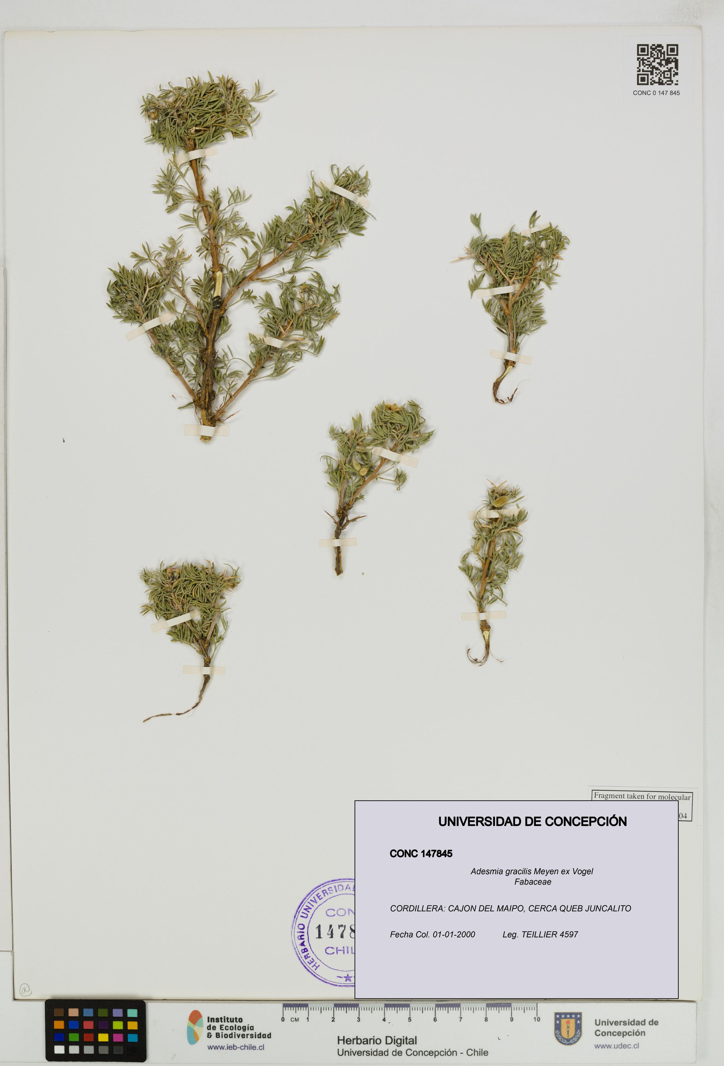 Adesmia gracilis [Espécimen: ]