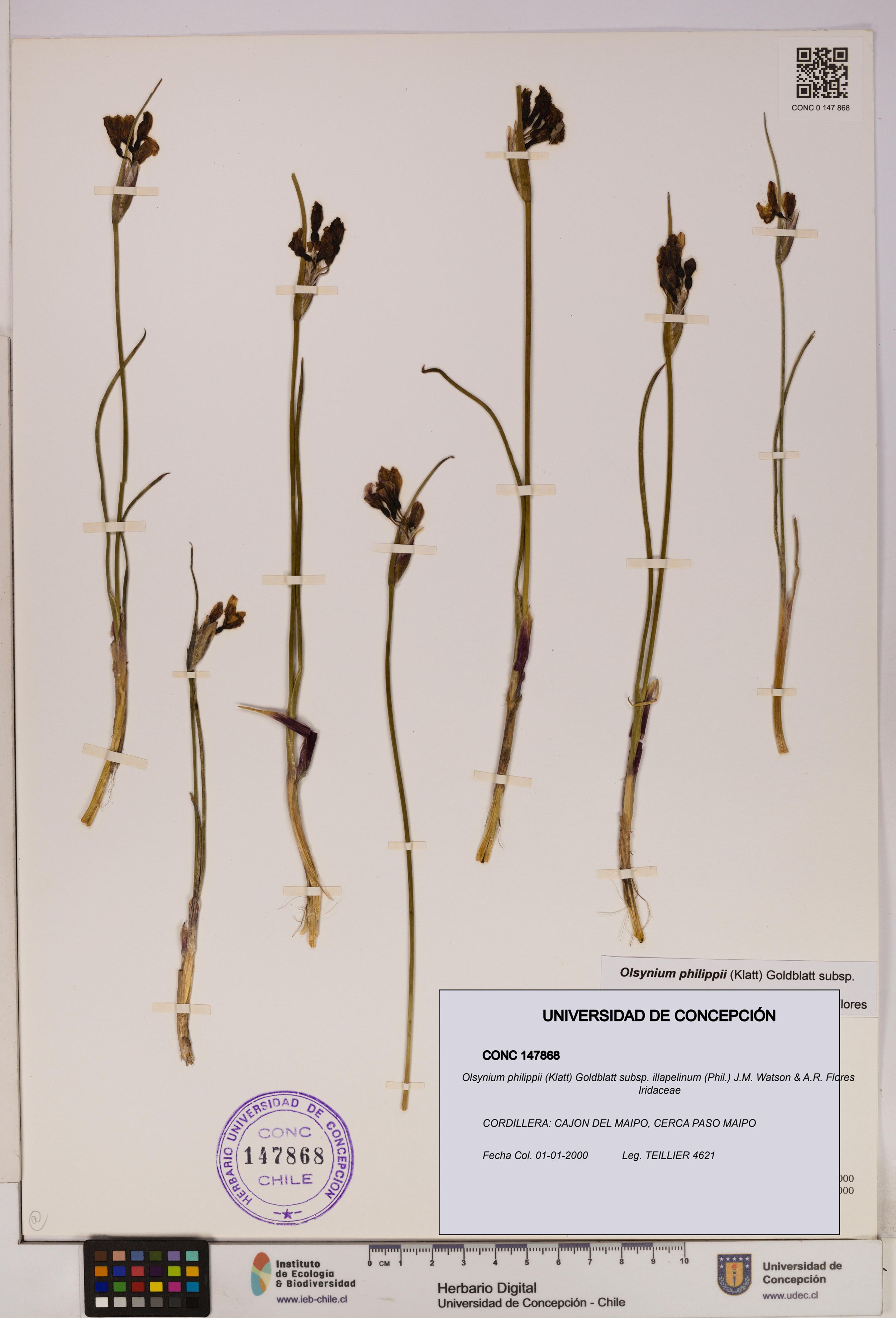 Olsynium philippii subsp. illapelinum [Espécimen: ]