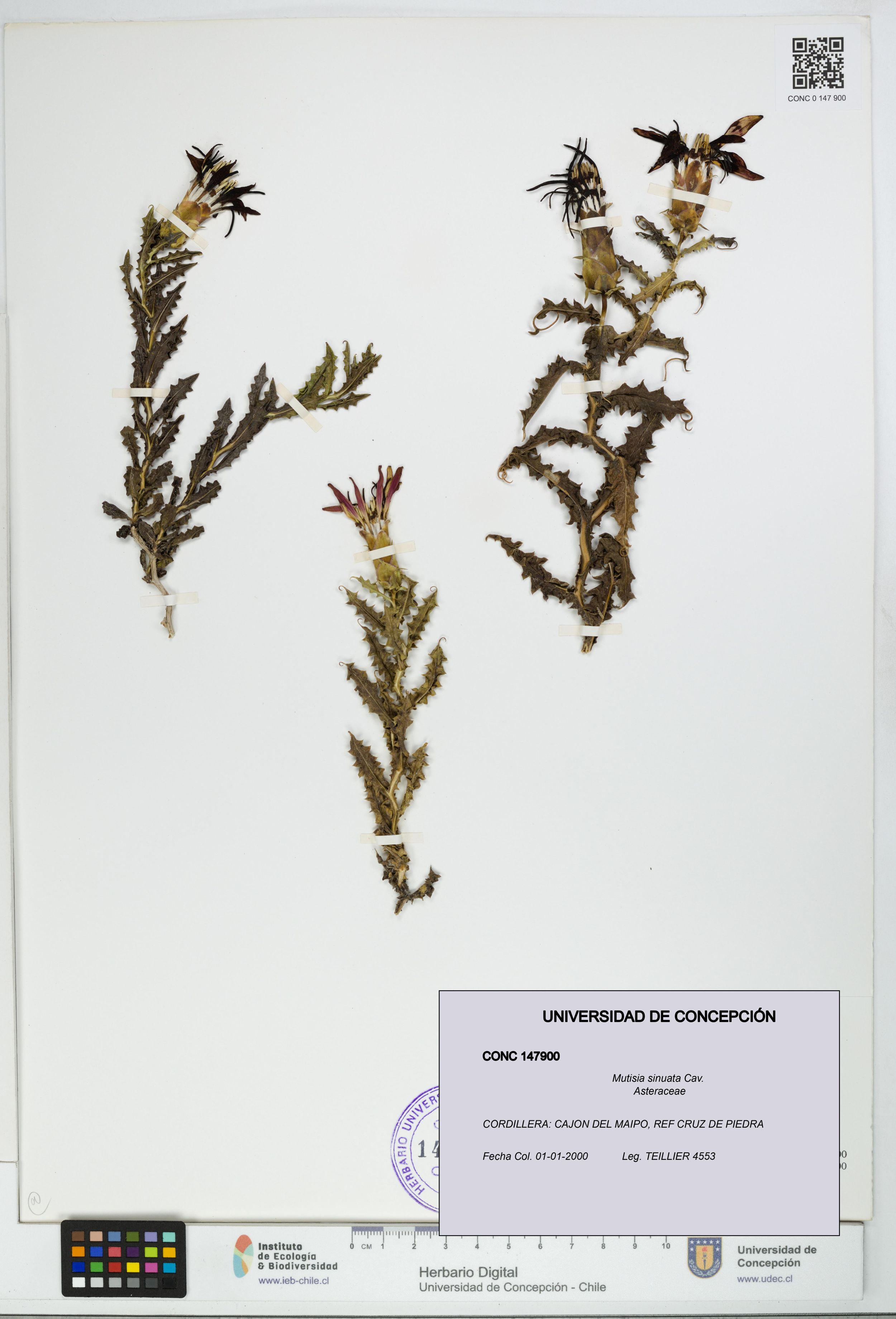 Mutisia sinuata [Espécimen: ]