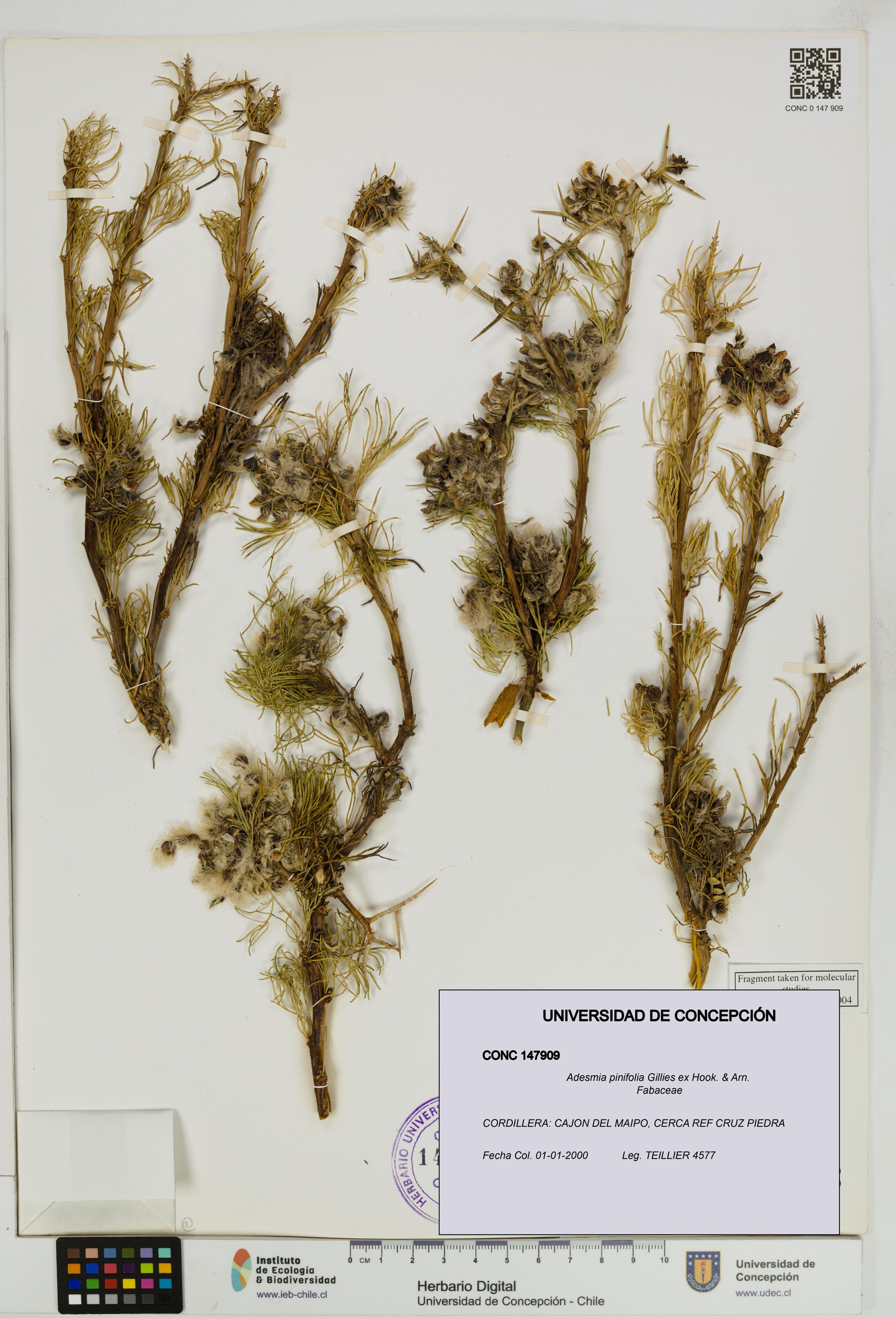 Adesmia pinifolia [Espécimen: ]