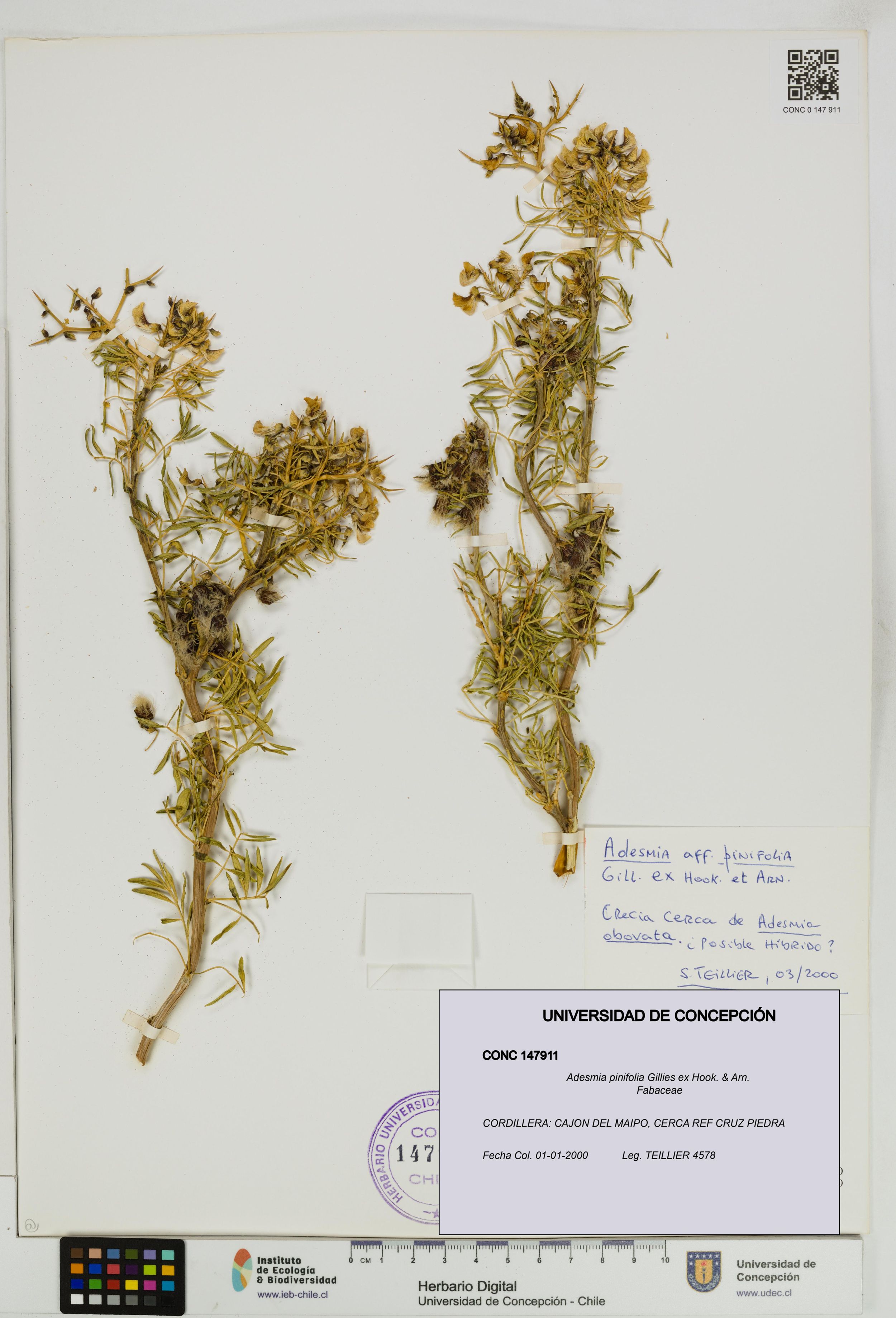 Adesmia pinifolia [Espécimen: ]