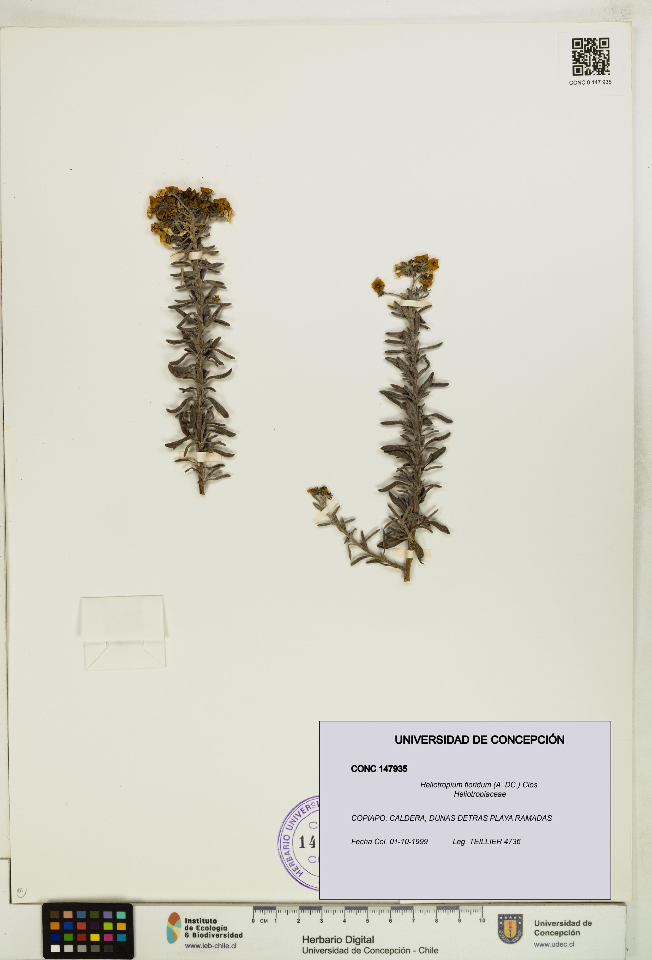 Heliotropium floridum [Espécimen: ]