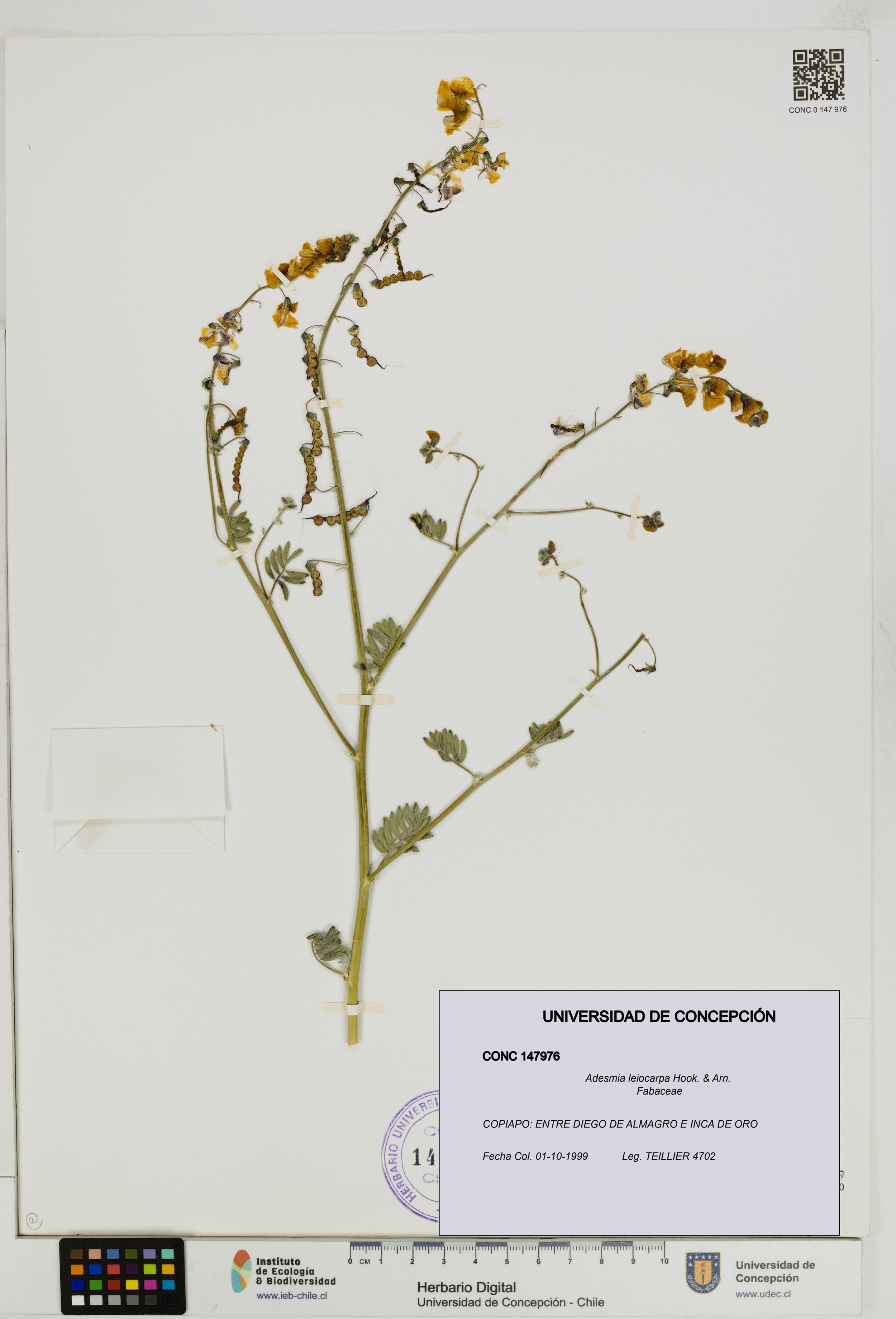 Adesmia leiocarpa [Espécimen: ]