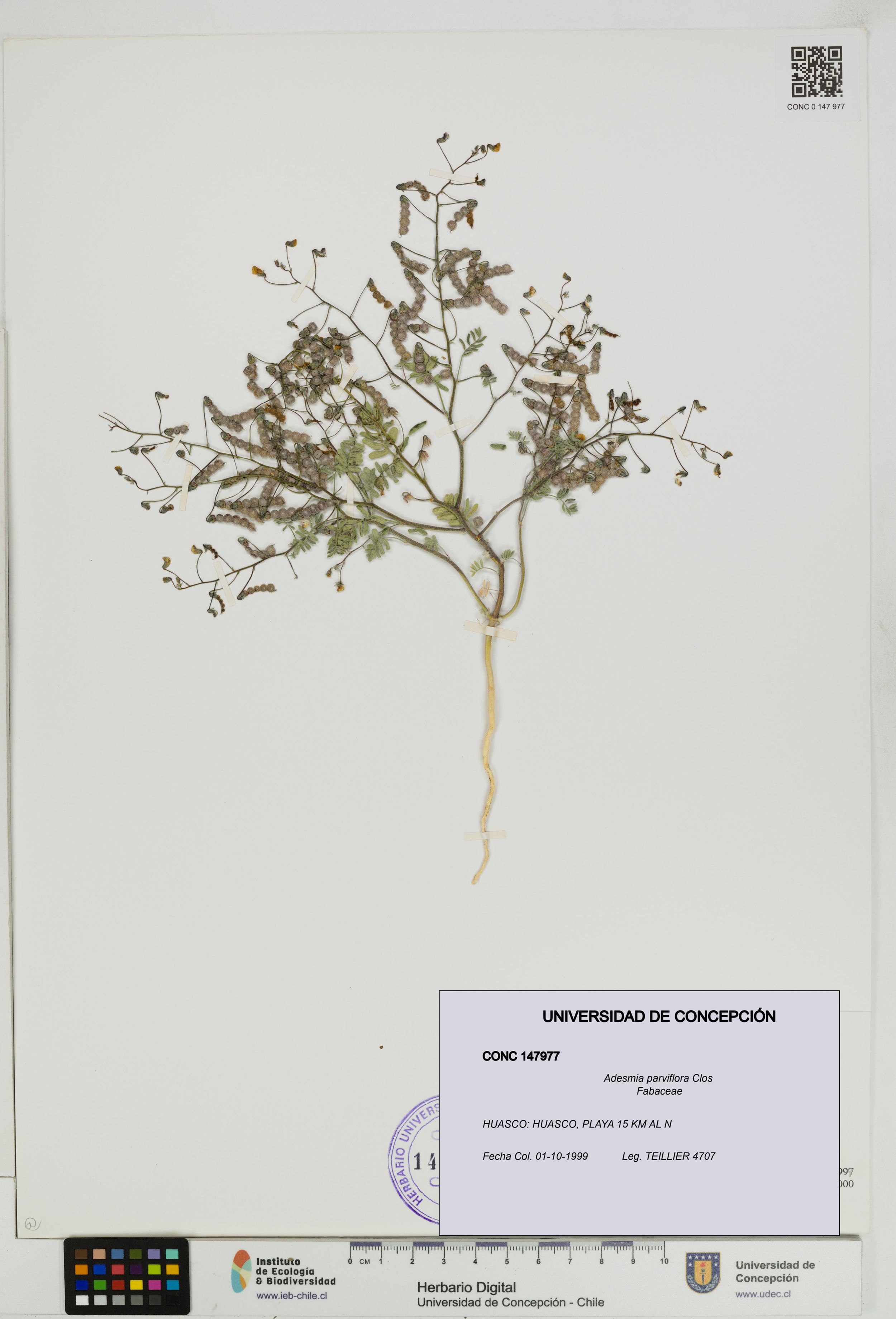 Adesmia parviflora [Espécimen: ]