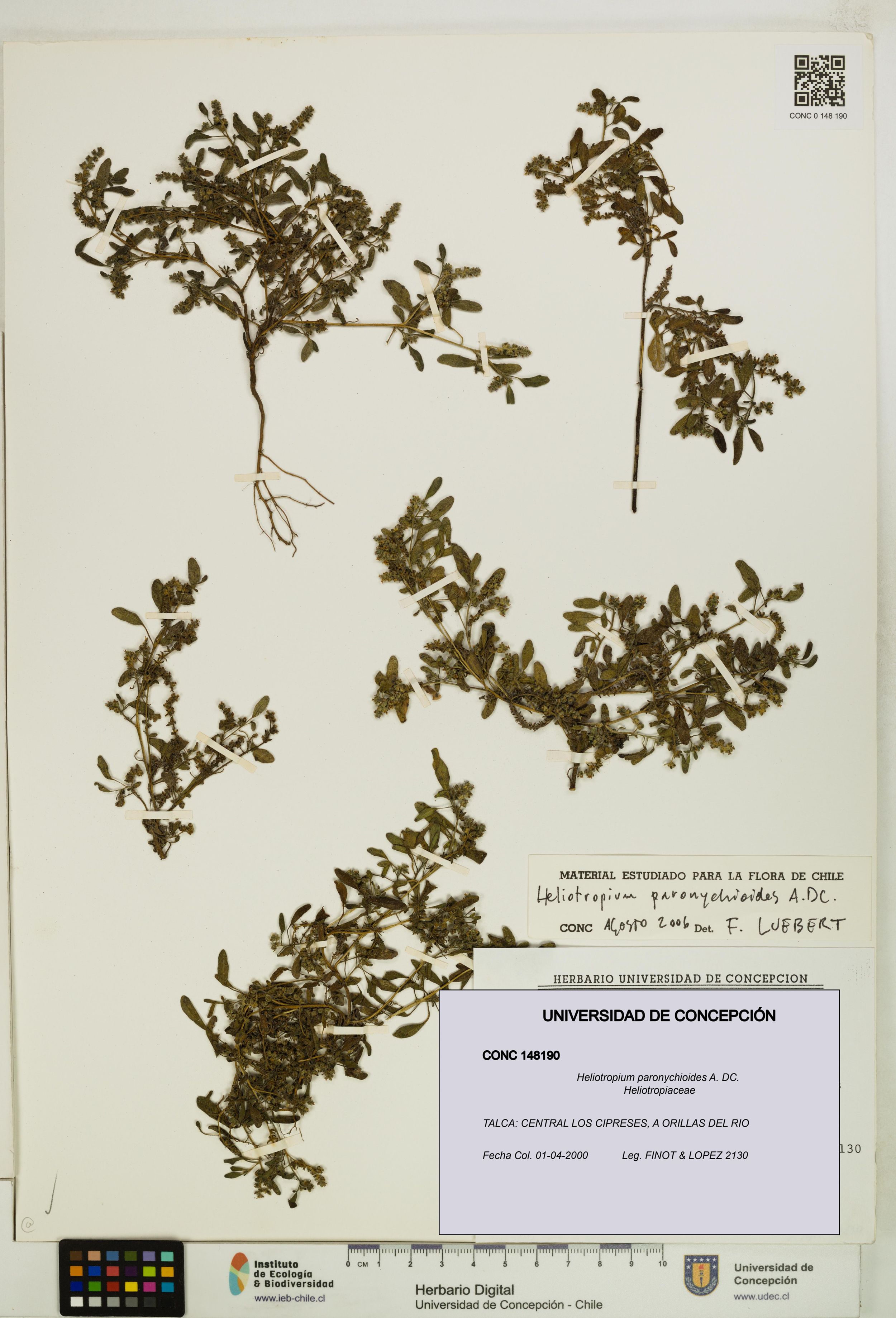 Heliotropium paronychioides [Espécimen: ]