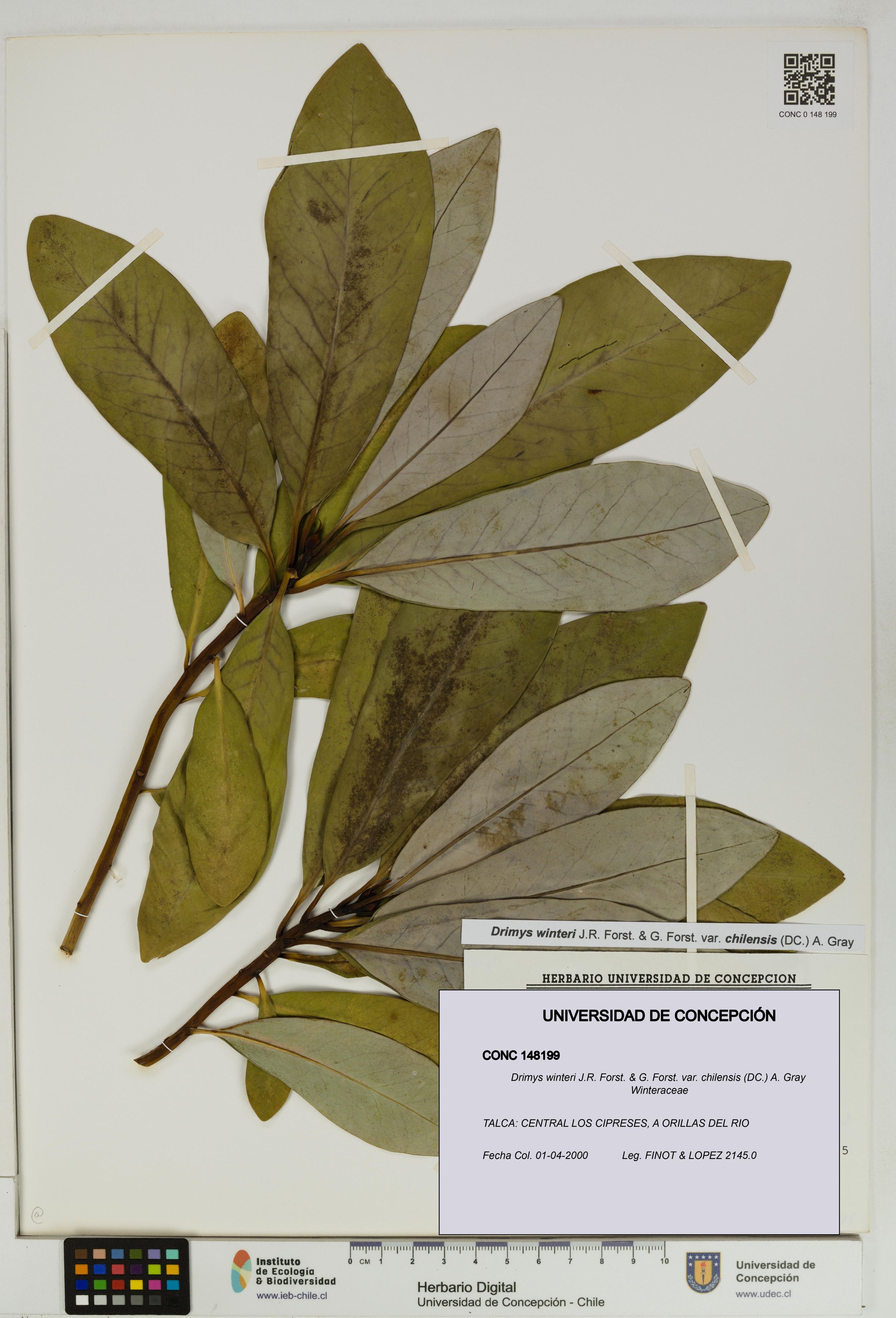 Drimys winteri var. chilensis [Espécimen: ]