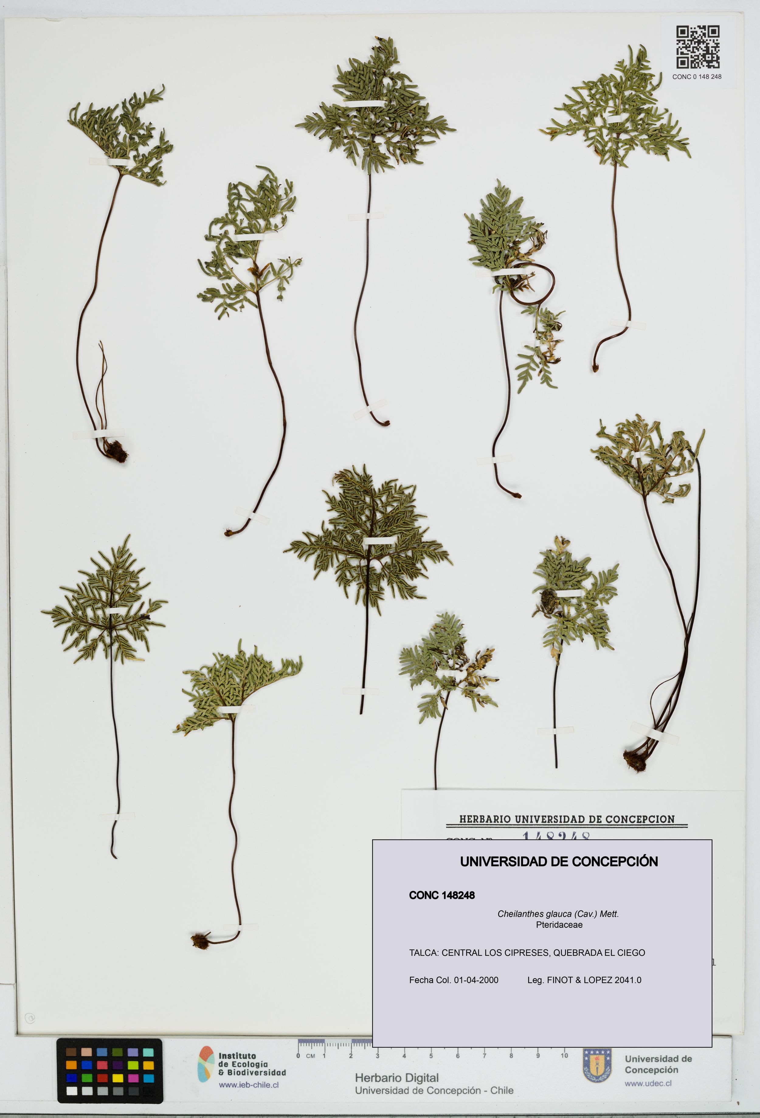 Cheilanthes glauca [Espécimen: ]