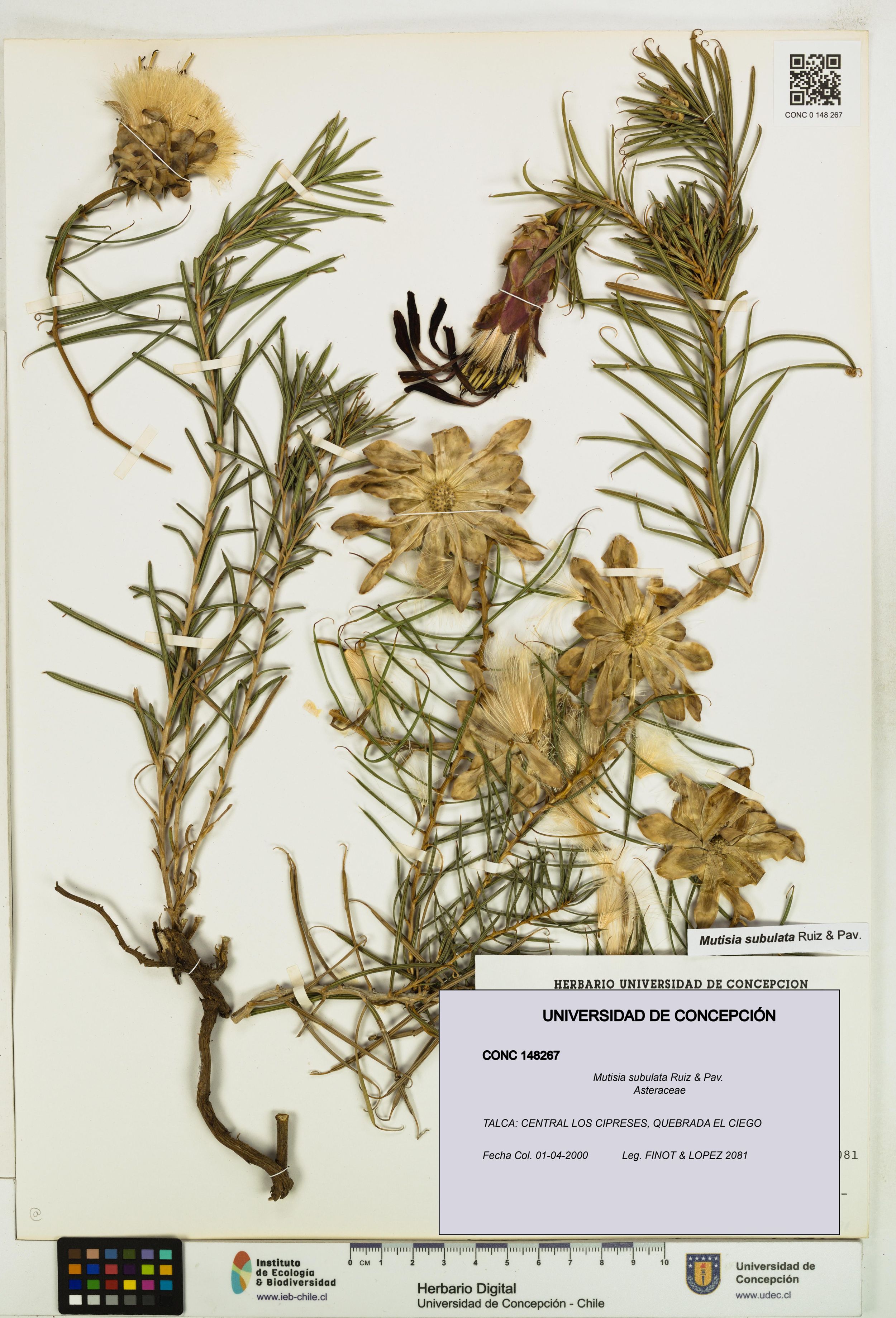 Mutisia subulata [Espécimen: ]