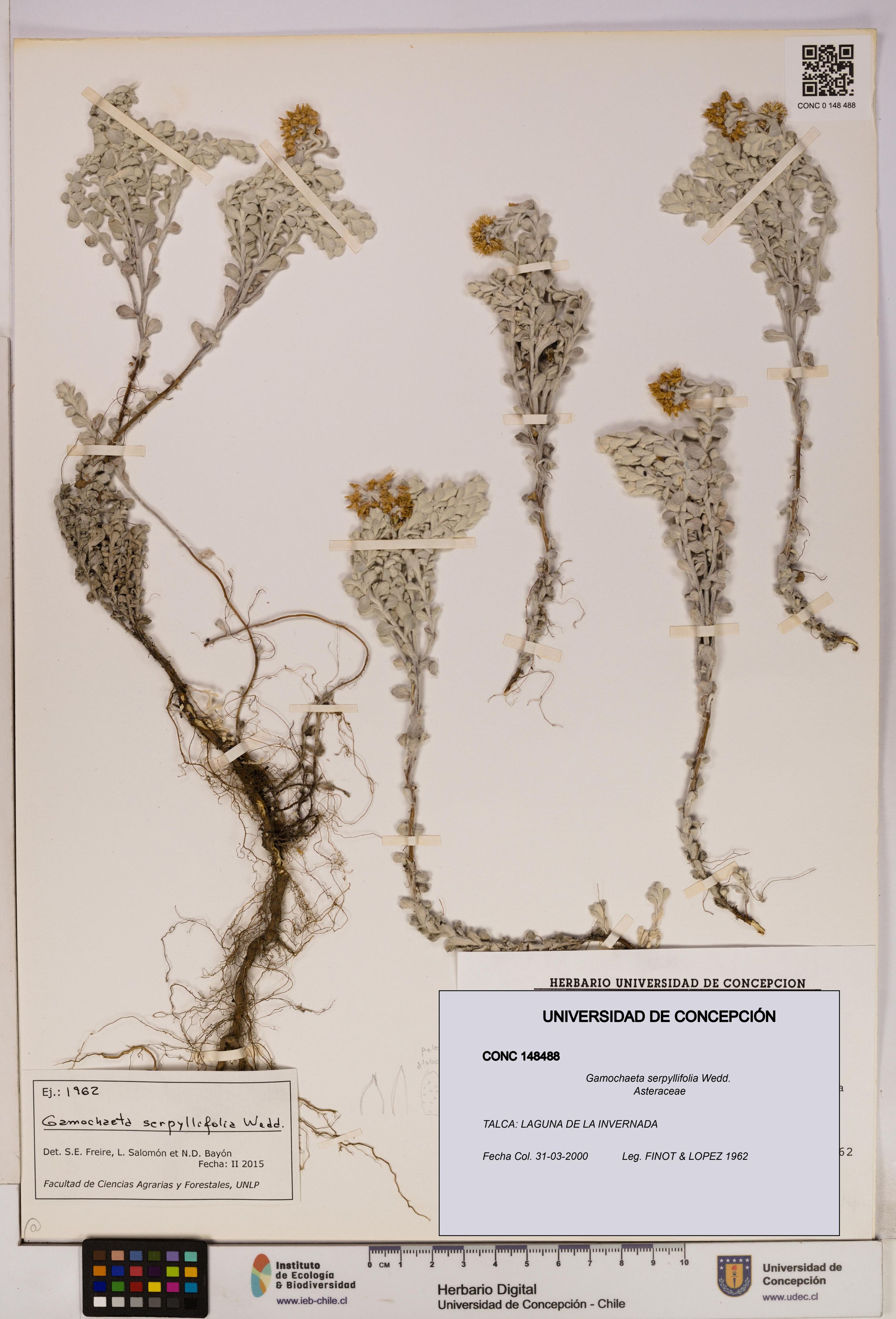 Gamochaeta serpyllifolia [Espécimen: ]