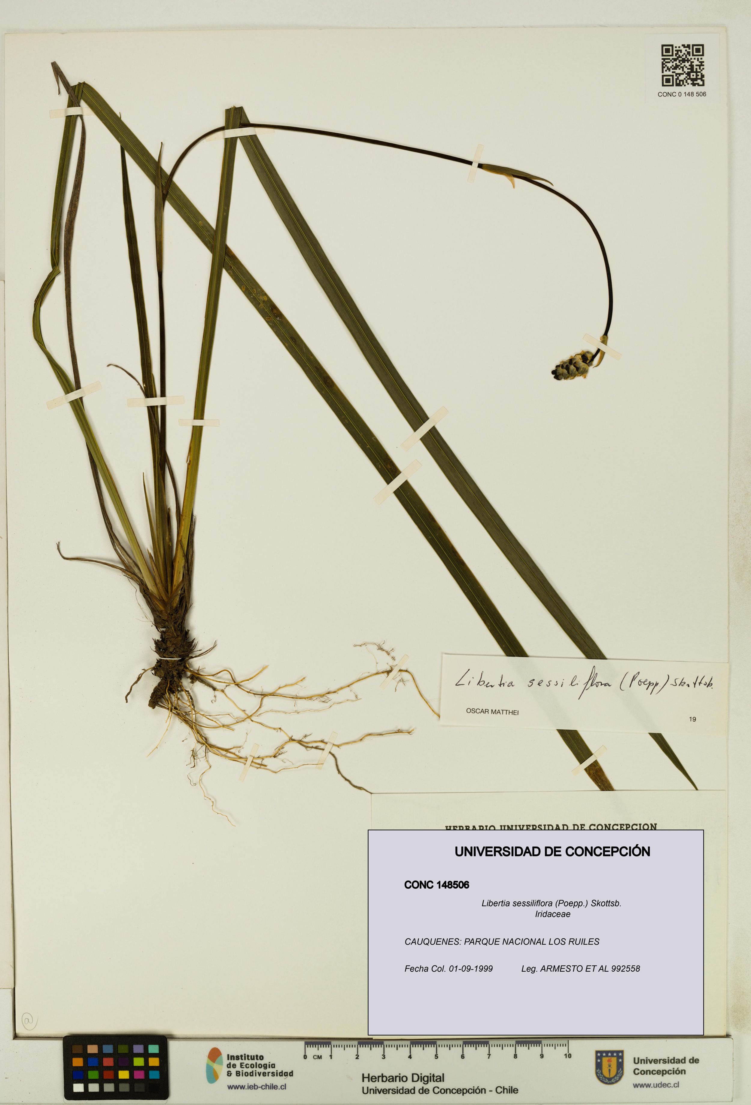 Libertia sessiliflora [Espécimen: ]