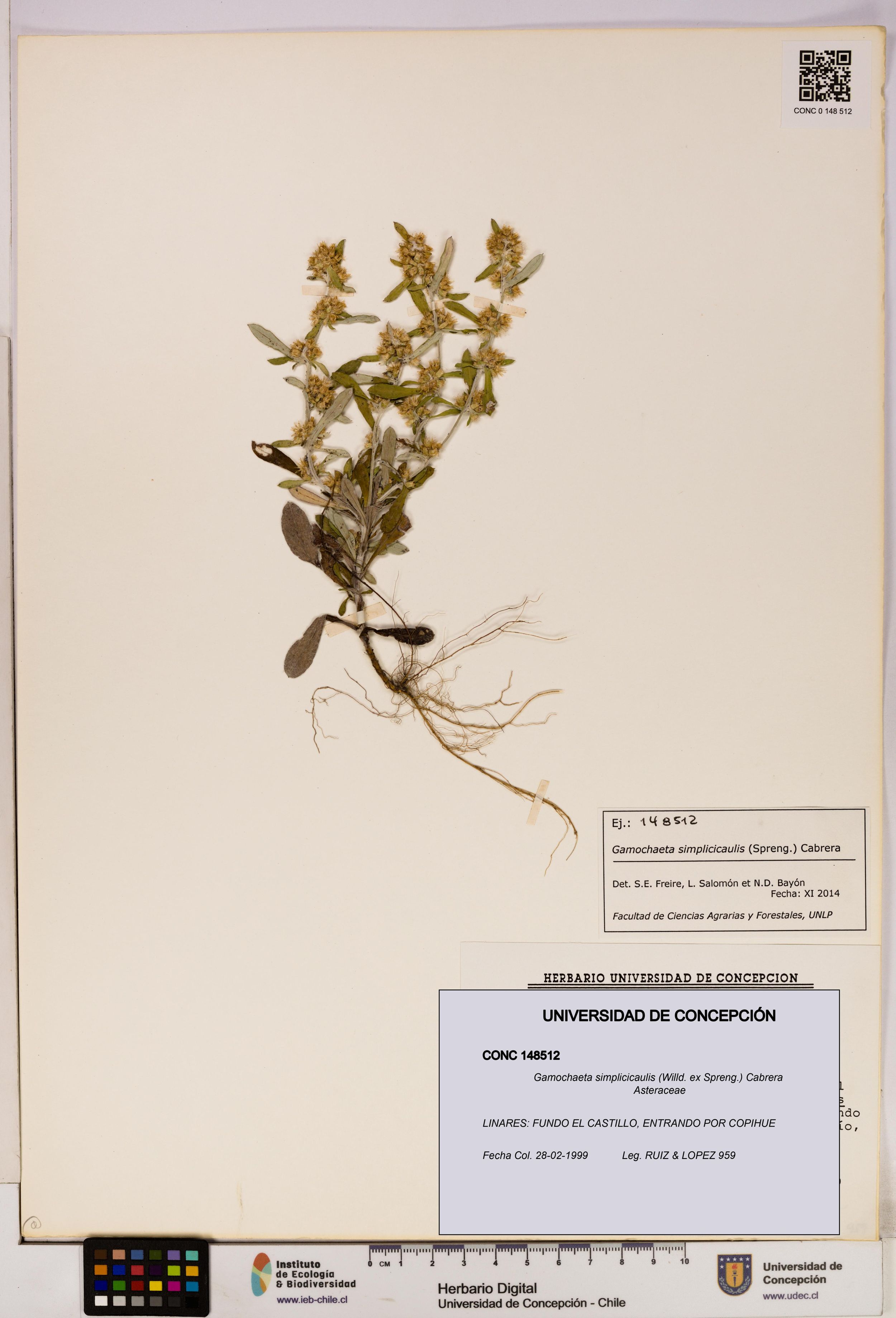 Gamochaeta simplicicaulis [Espécimen: ]