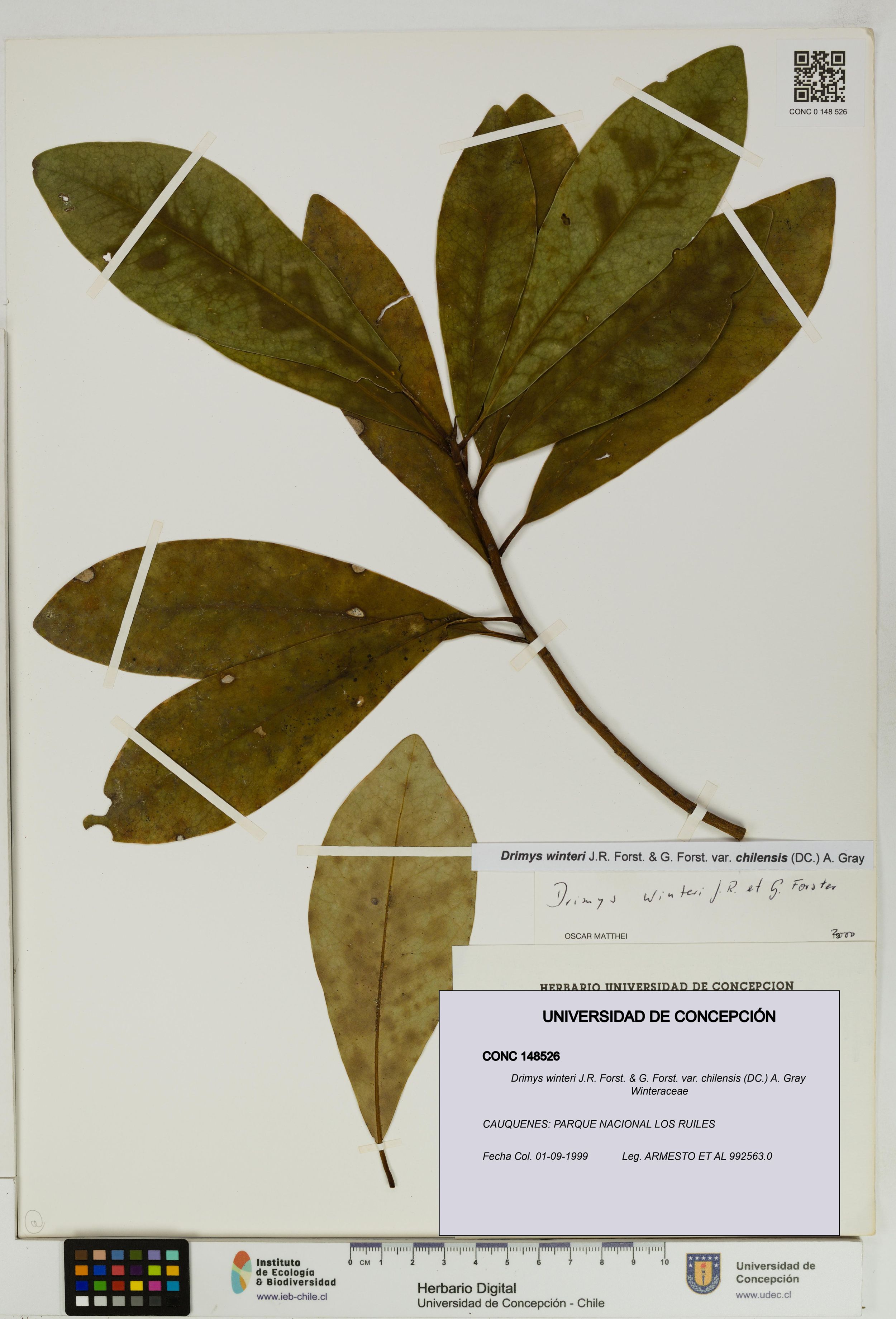 Drimys winteri var. chilensis [Espécimen: ]