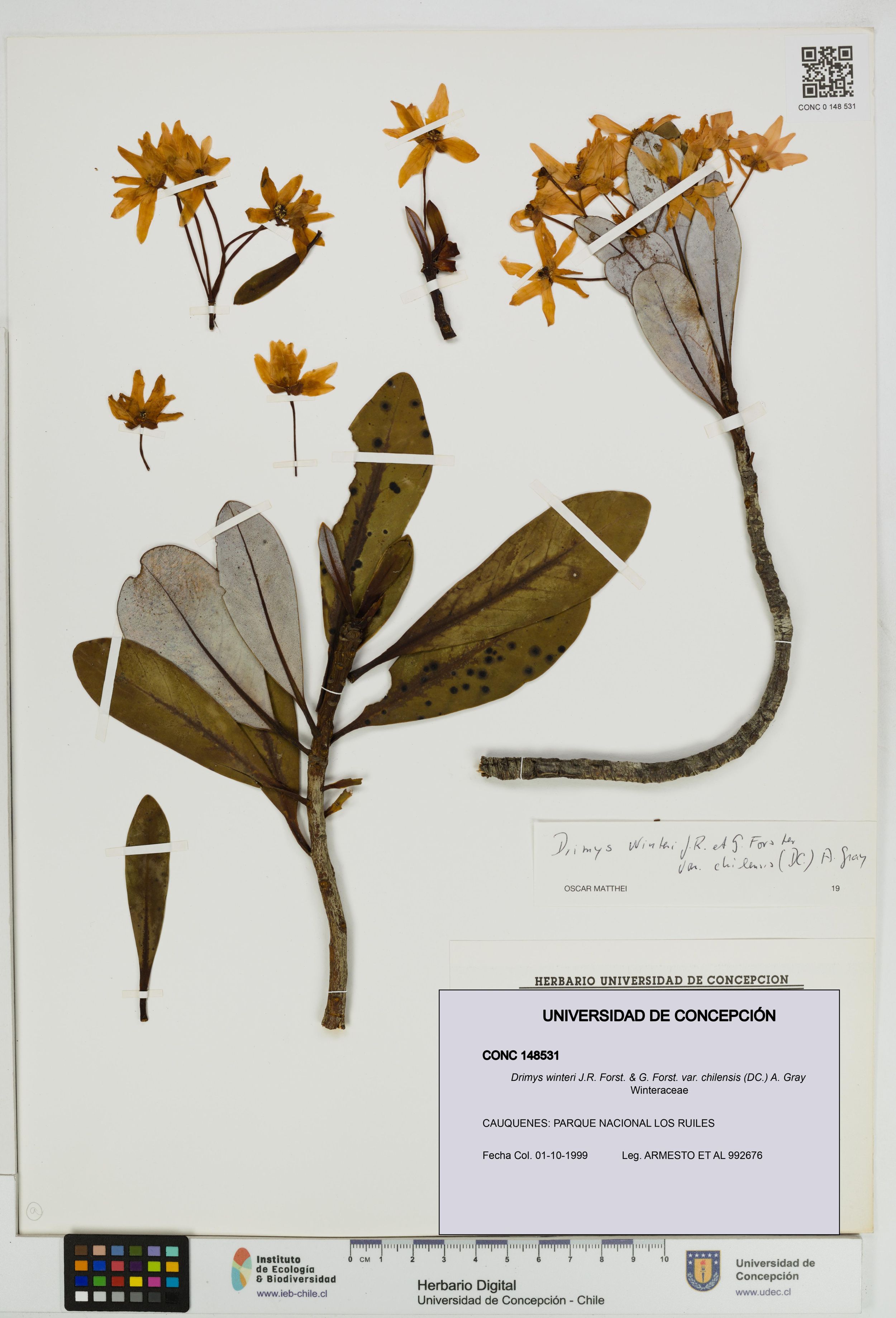 Drimys winteri var. chilensis [Espécimen: ]