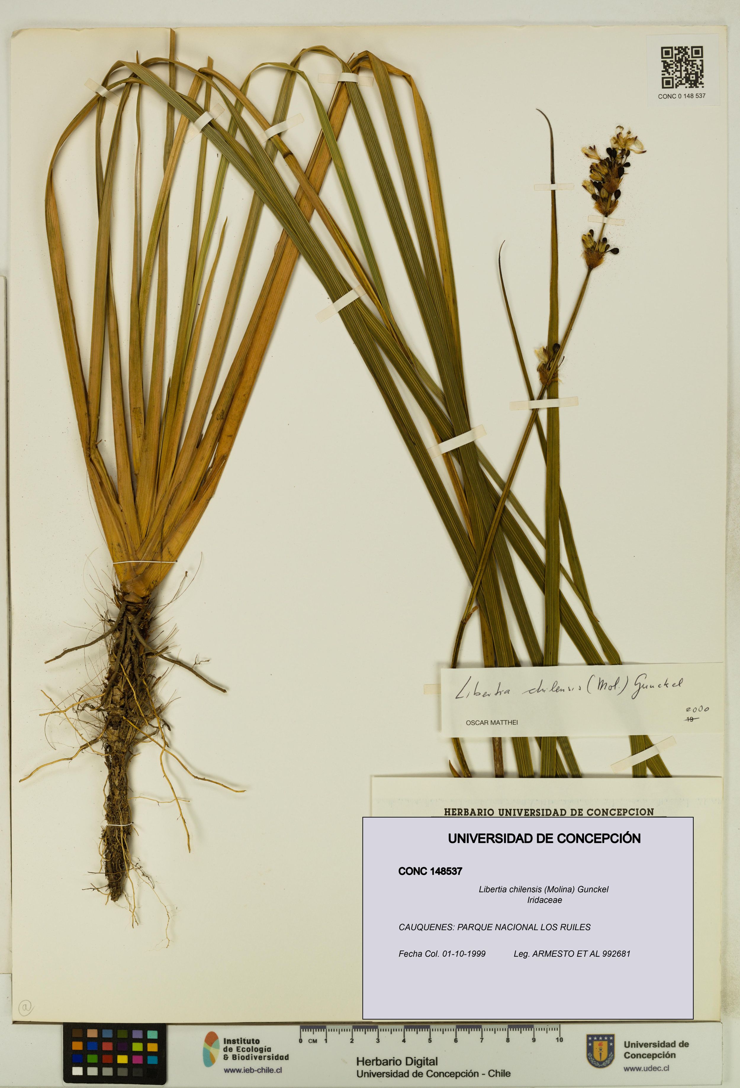 Libertia chilensis [Espécimen: ]