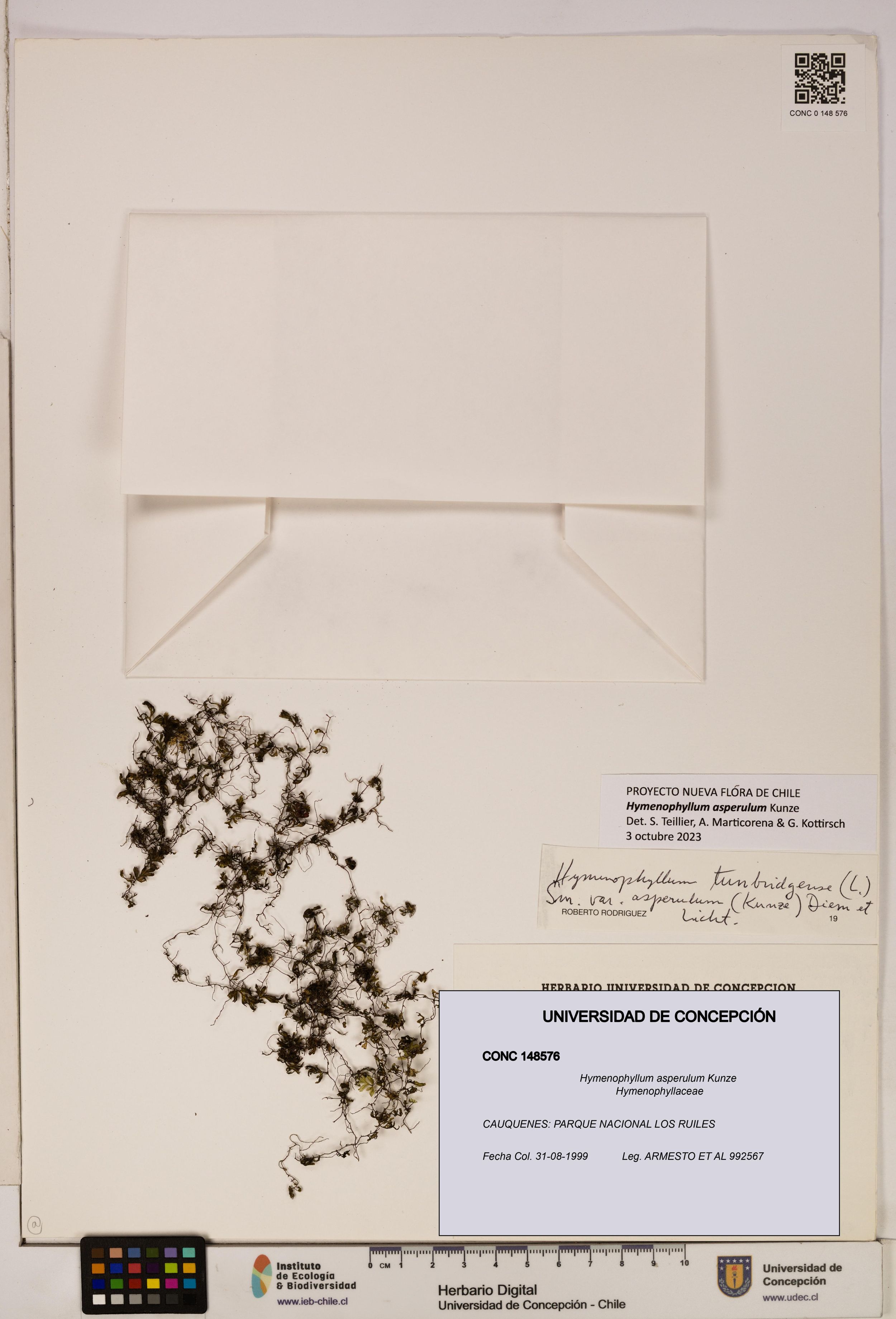 Hymenophyllum asperulum [Espécimen: ]