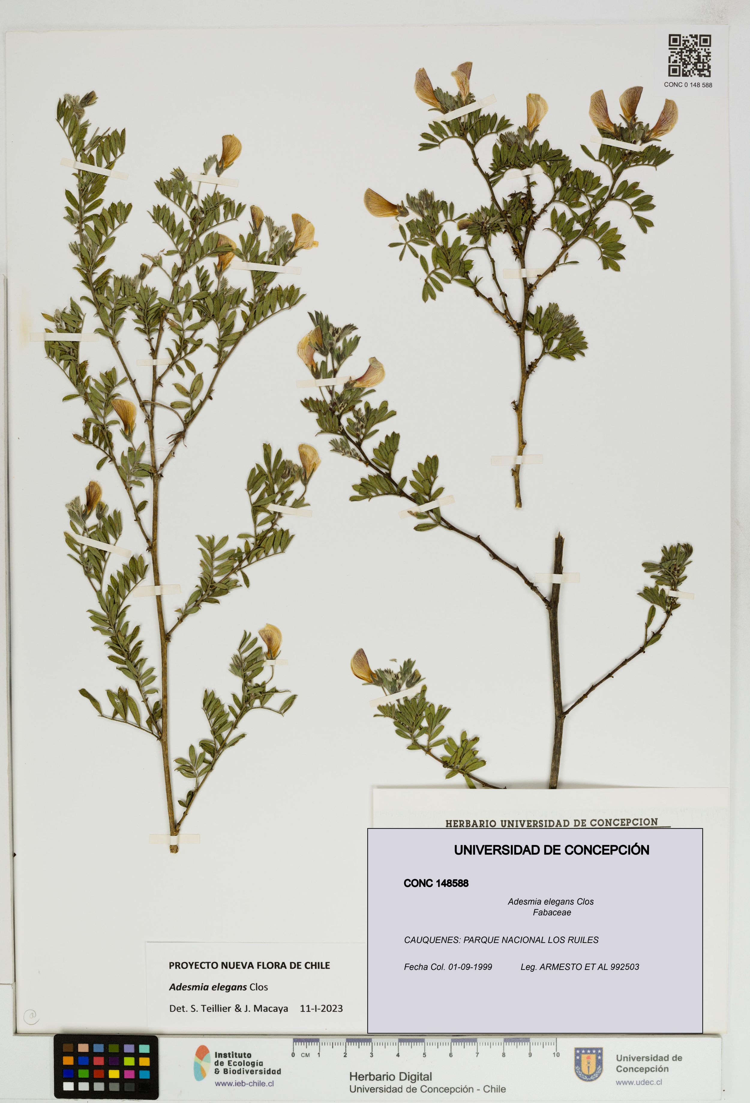 Adesmia elegans [Espécimen: ]