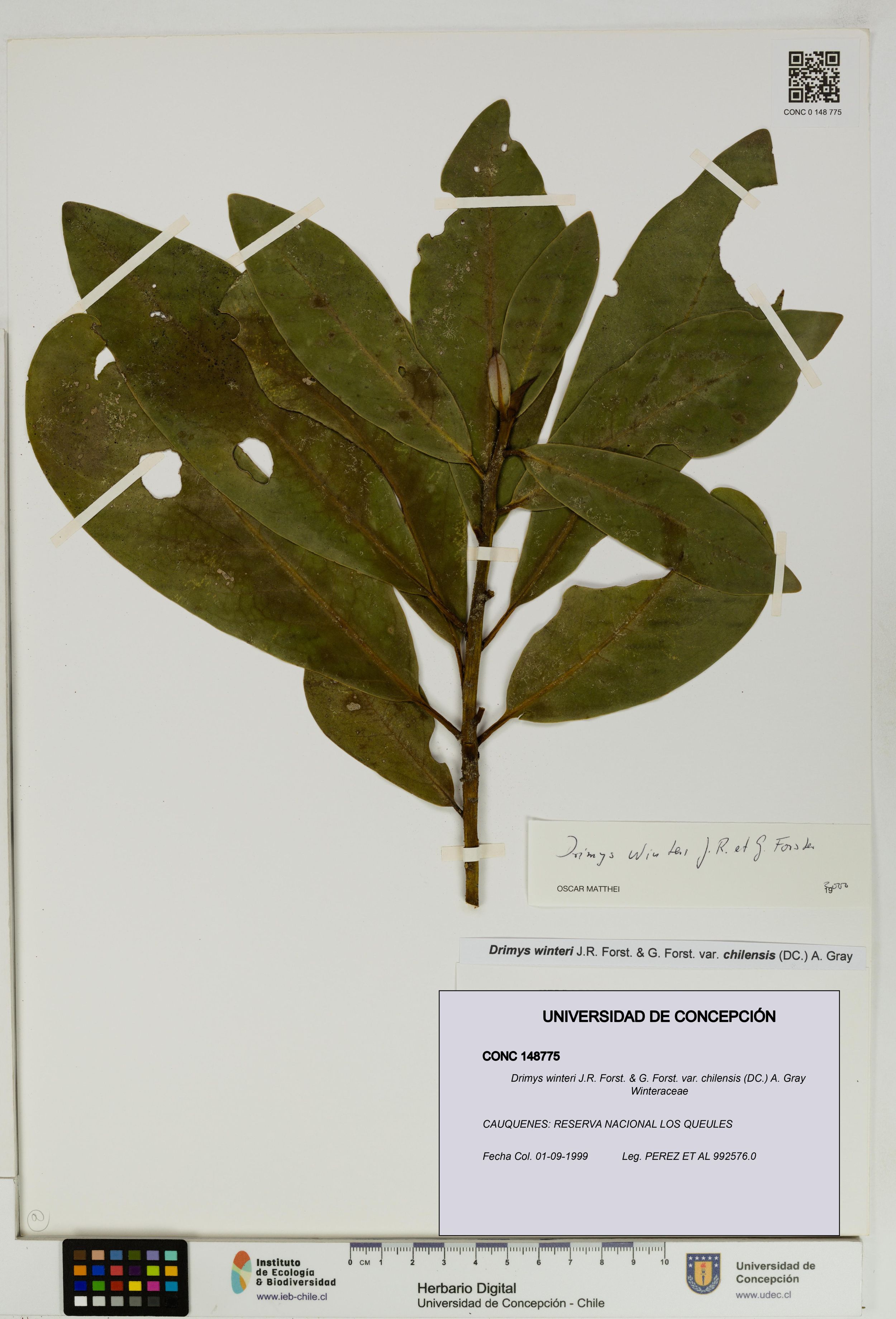 Drimys winteri var. chilensis [Espécimen: ]