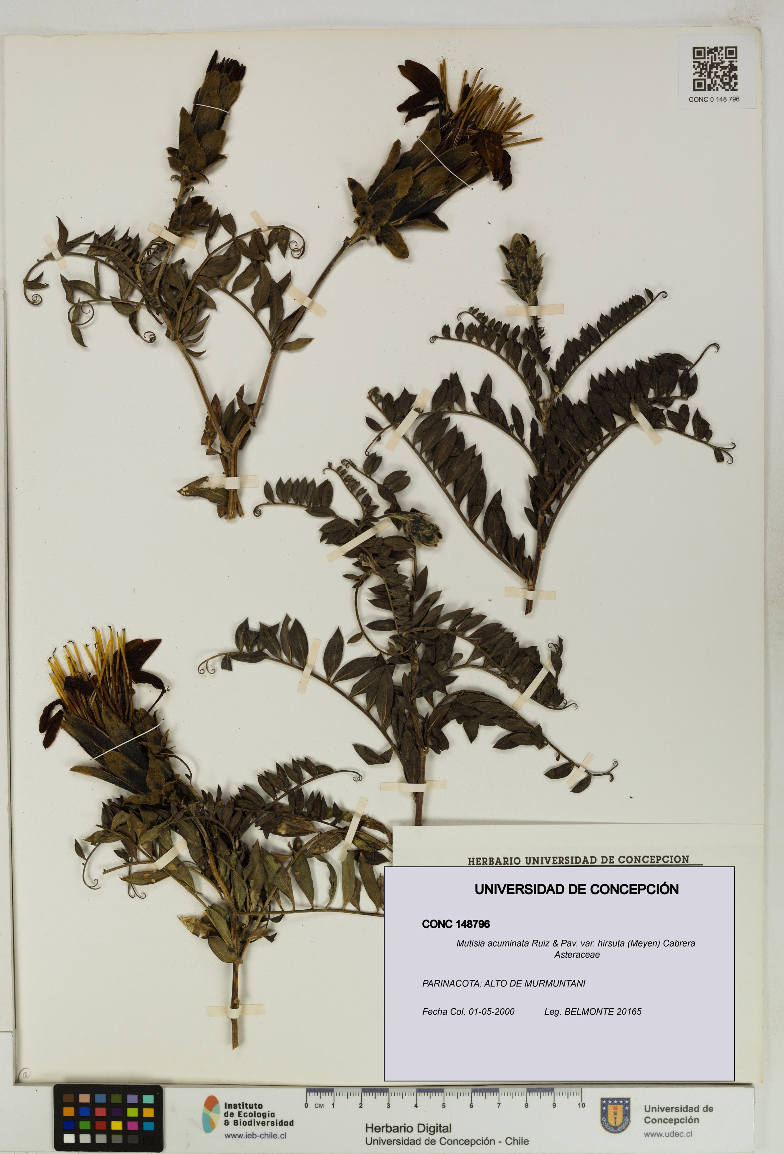 Mutisia acuminata var. hirsuta [Espécimen: ]