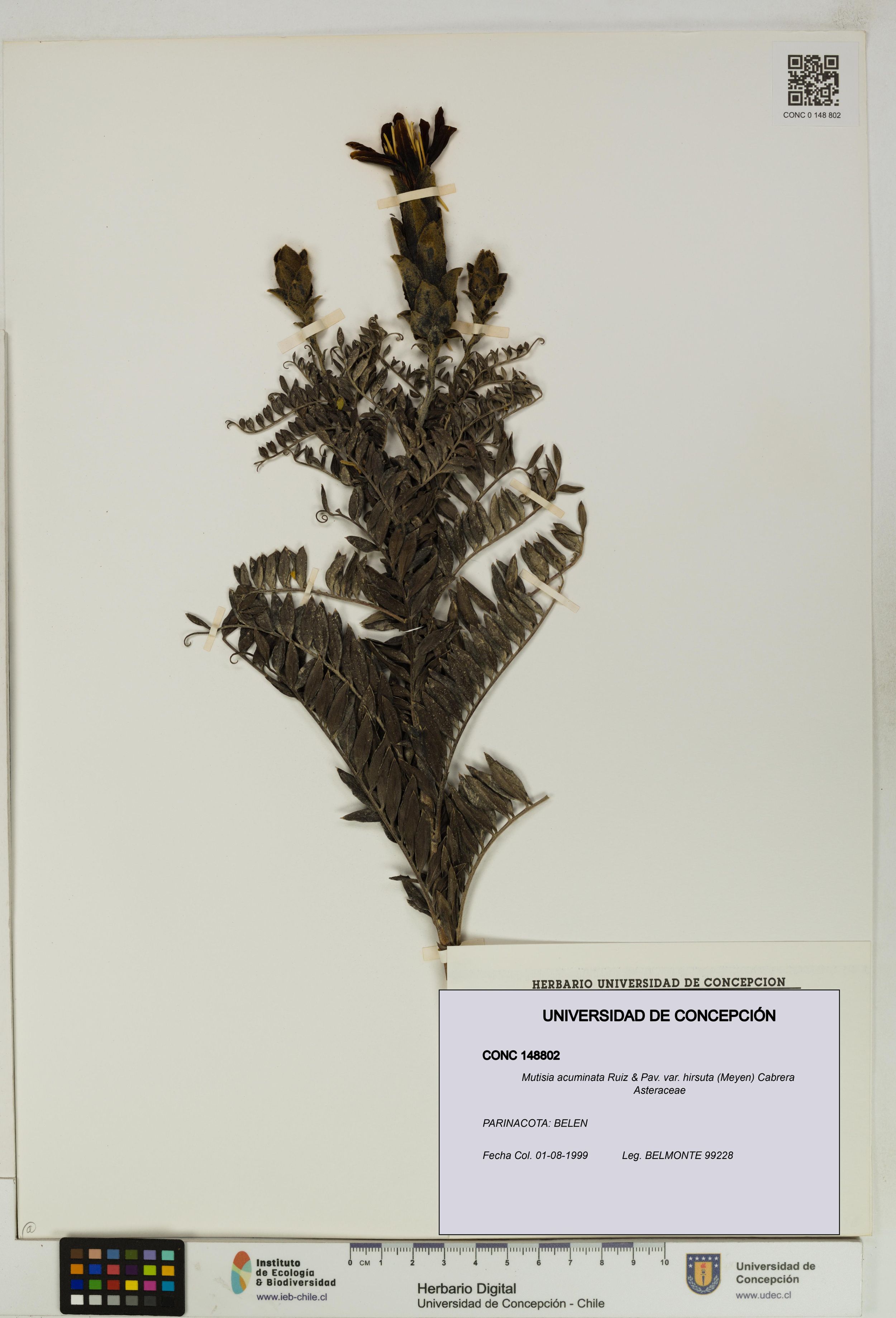 Mutisia acuminata var. hirsuta [Espécimen: ]