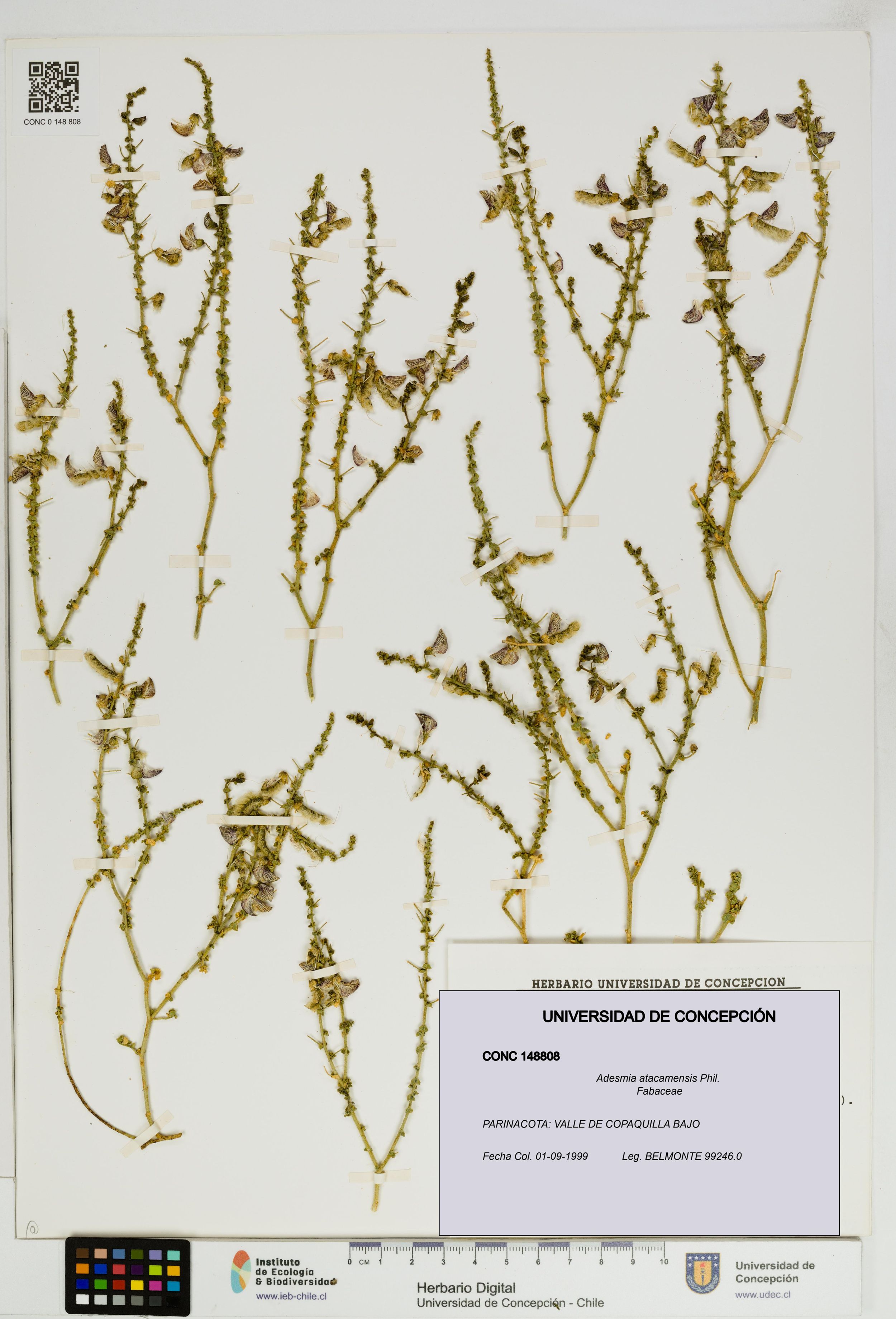 Adesmia atacamensis [Espécimen: ]