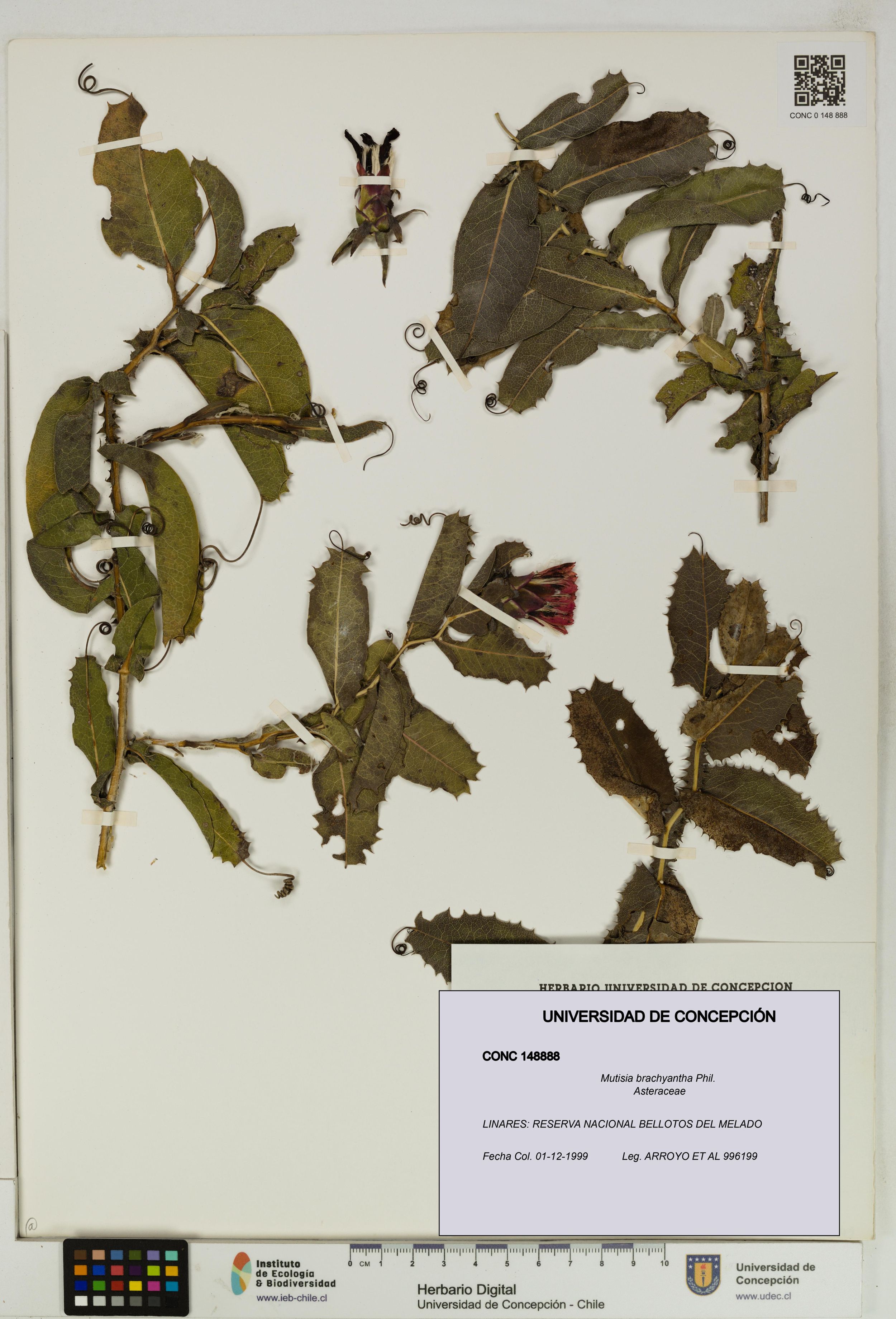 Mutisia brachyantha [Espécimen: ]