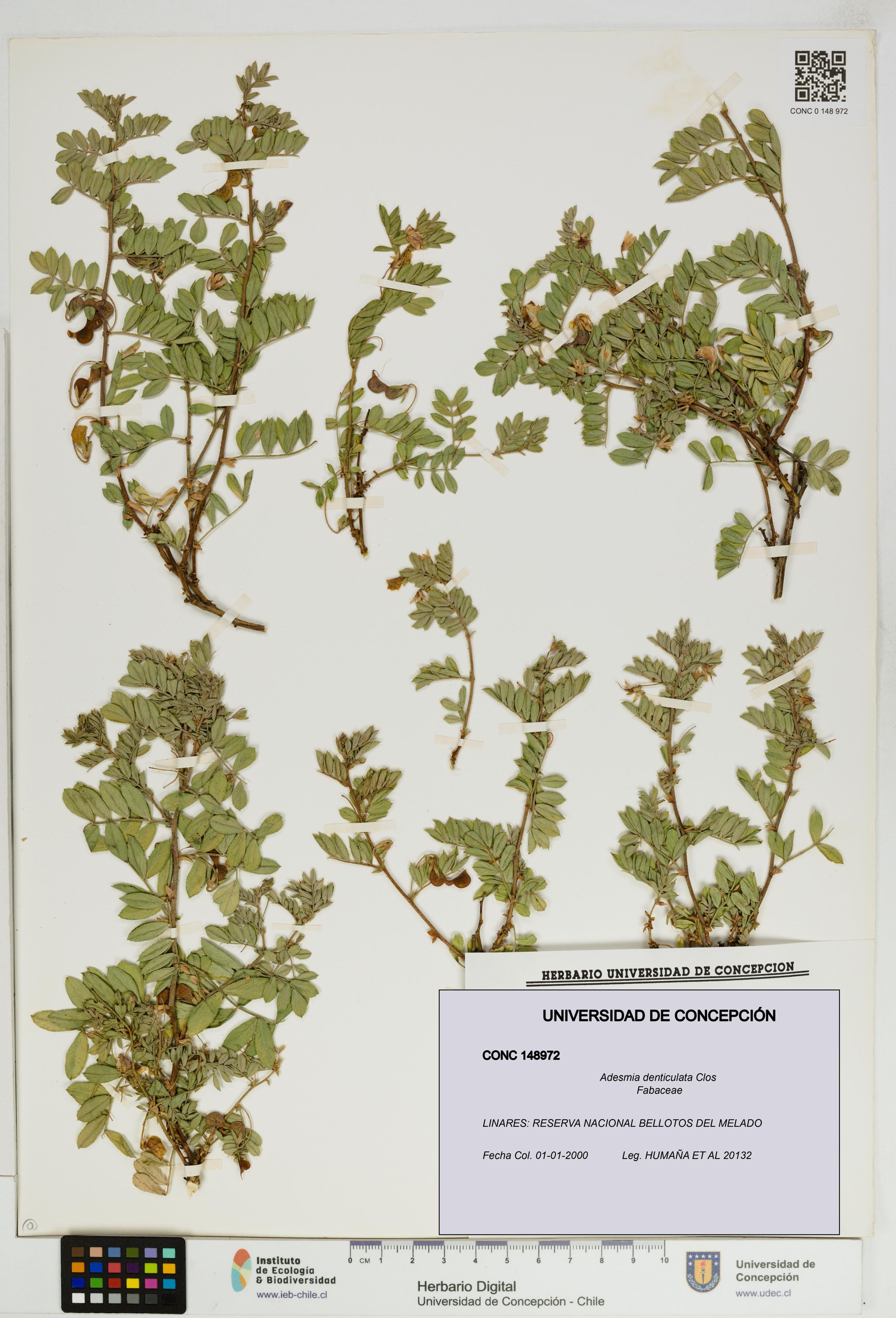 Adesmia denticulata [Espécimen: ]
